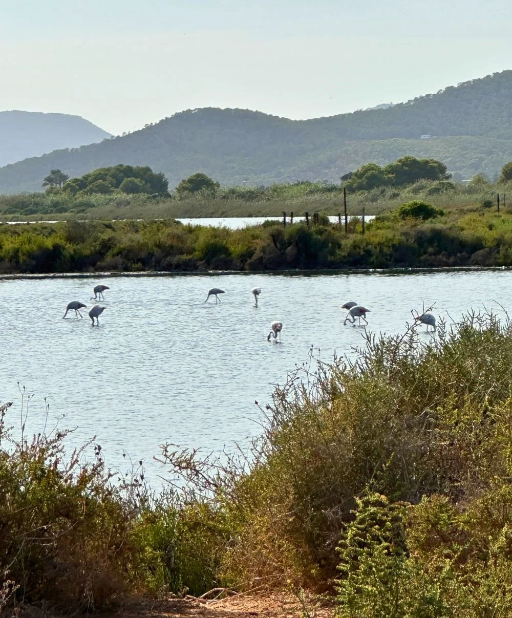 flamingos.jpg