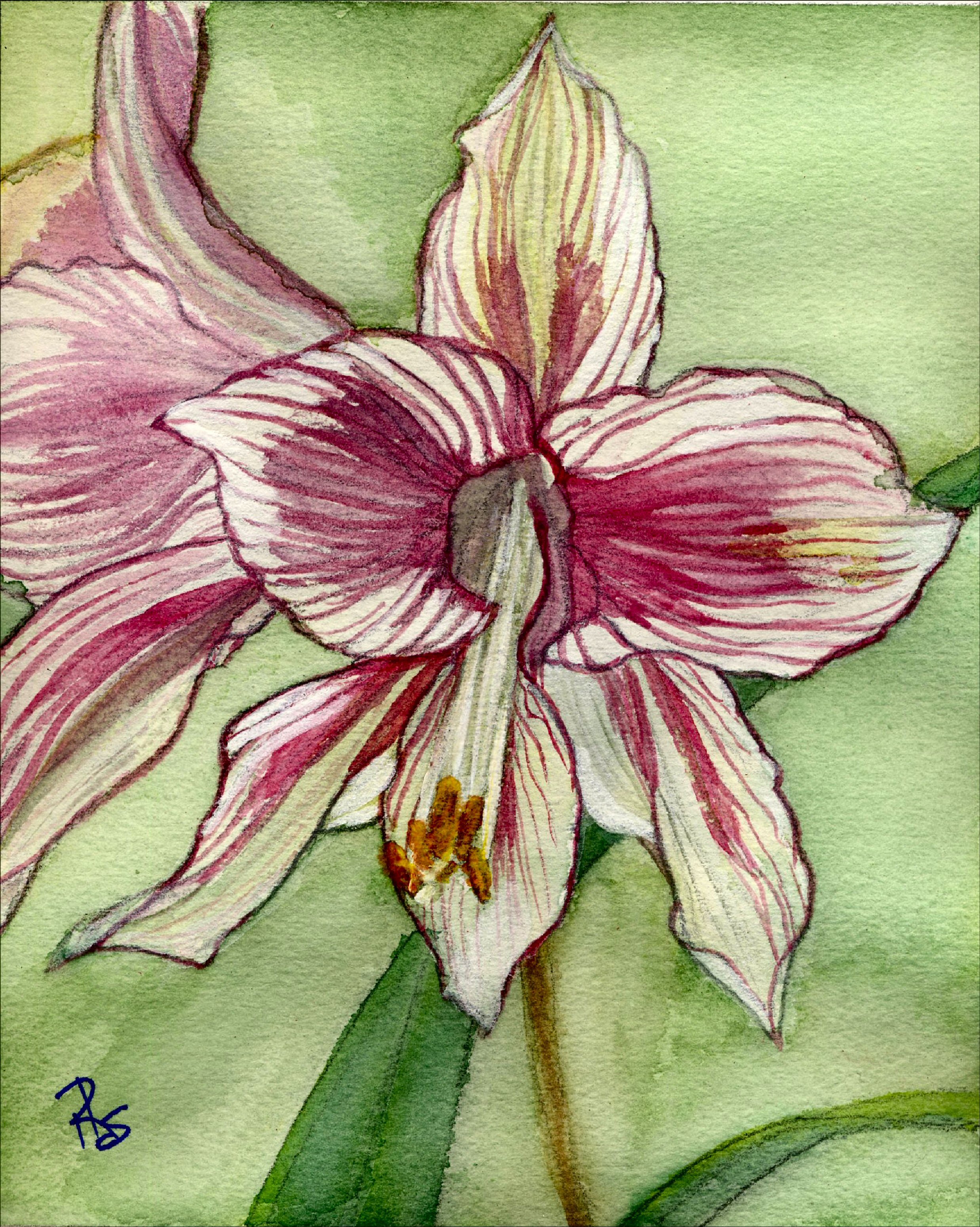 Amaryllis Pink and White (9 x 12) Watercolor