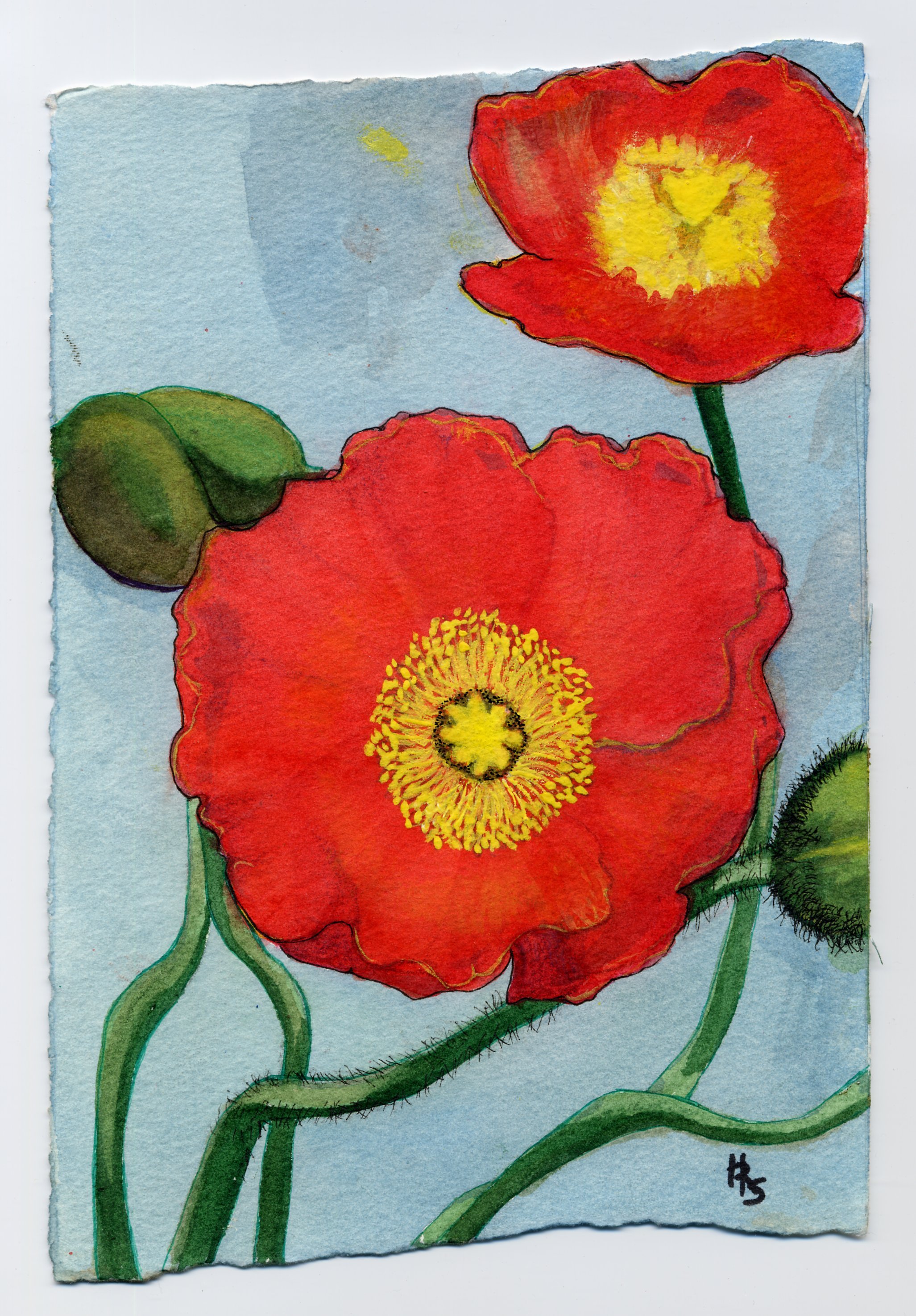 Poppies (6 x 9) Watercolor