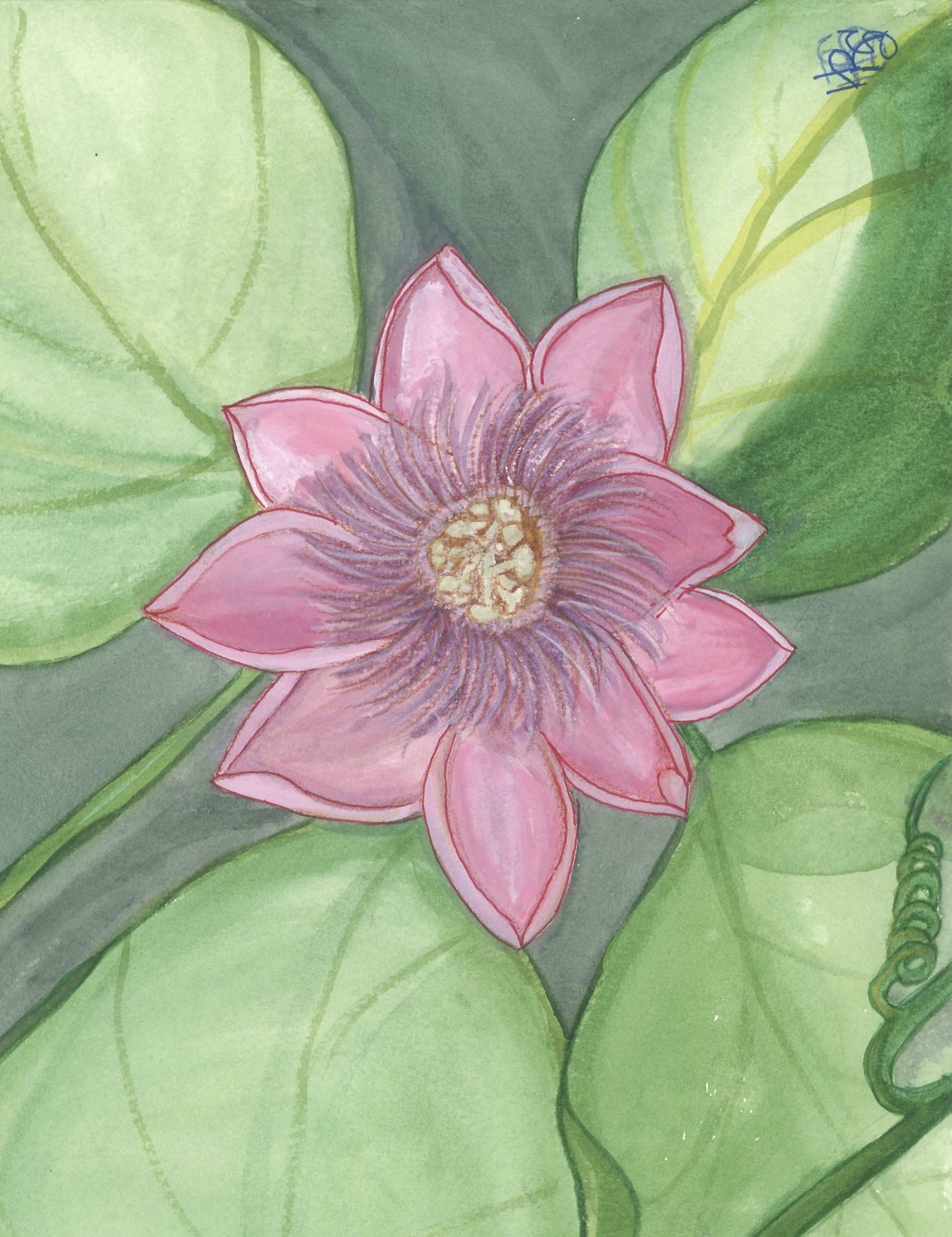 Water Lily Pink (9 x 12) Watercolor