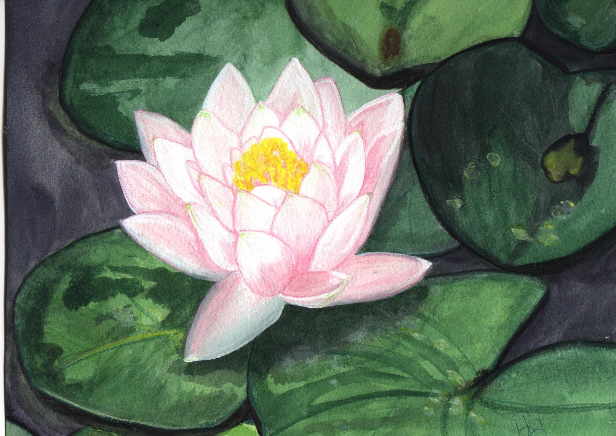 White Water Lily (9 x 12) Watercolor