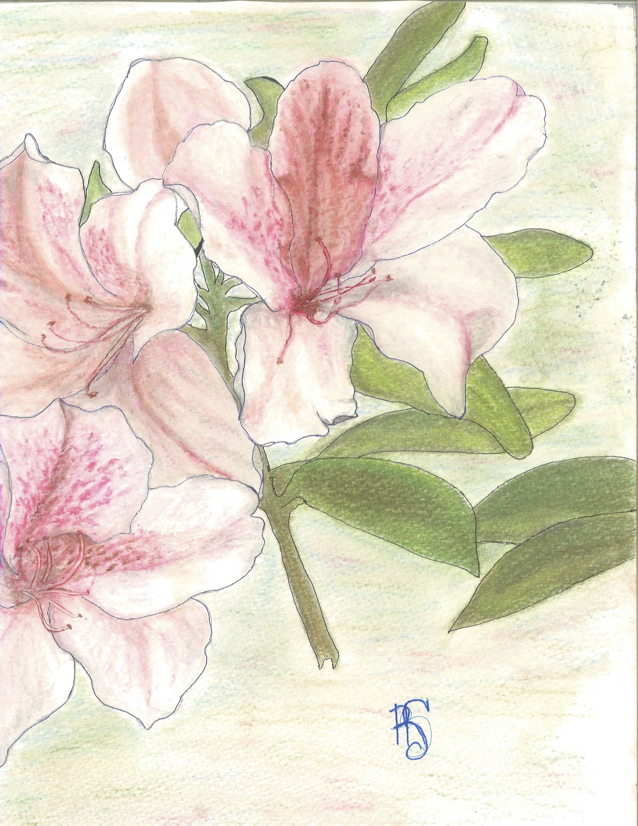 Flowers - Pink Lilly HiRes.jpg