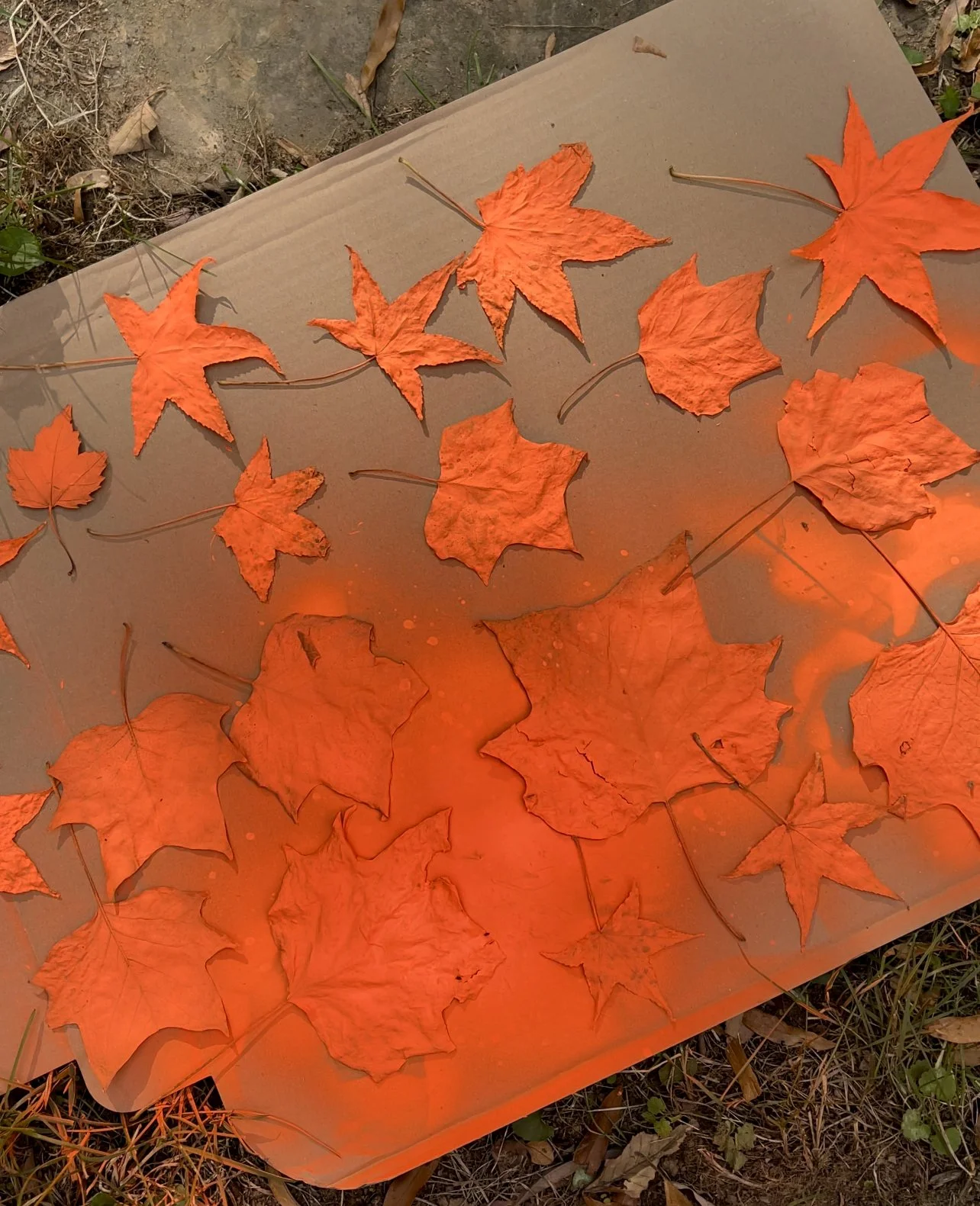 Orange and red autumn leaves scattered on a reflective surface outdoors.