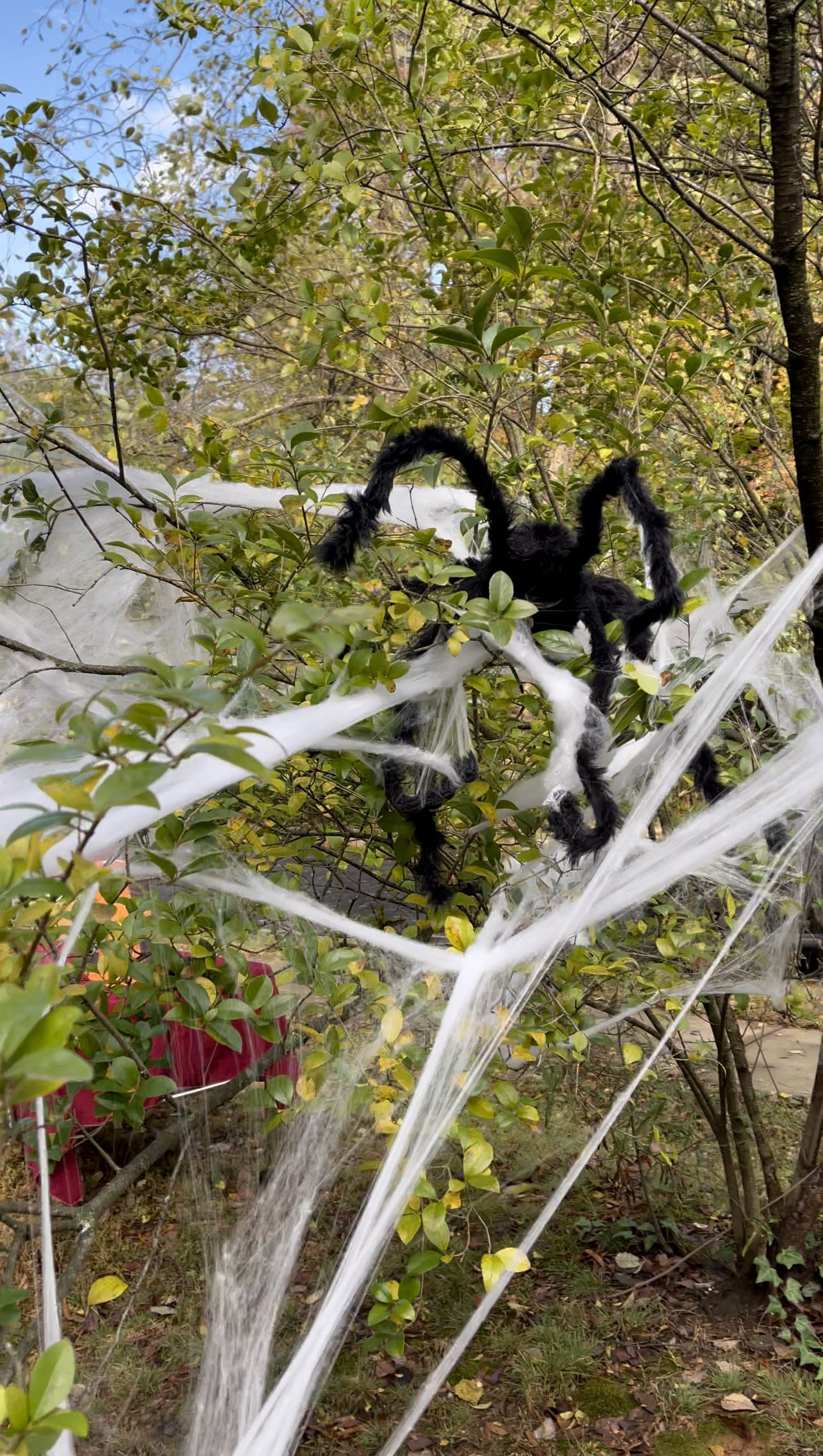 Ann Marie's mom supplied the spiders