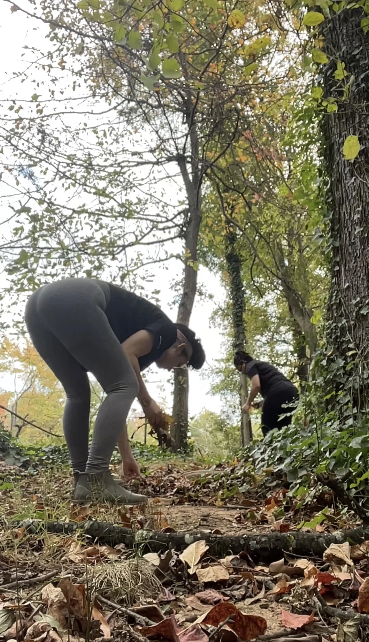 Collecting dried leaves for crafts