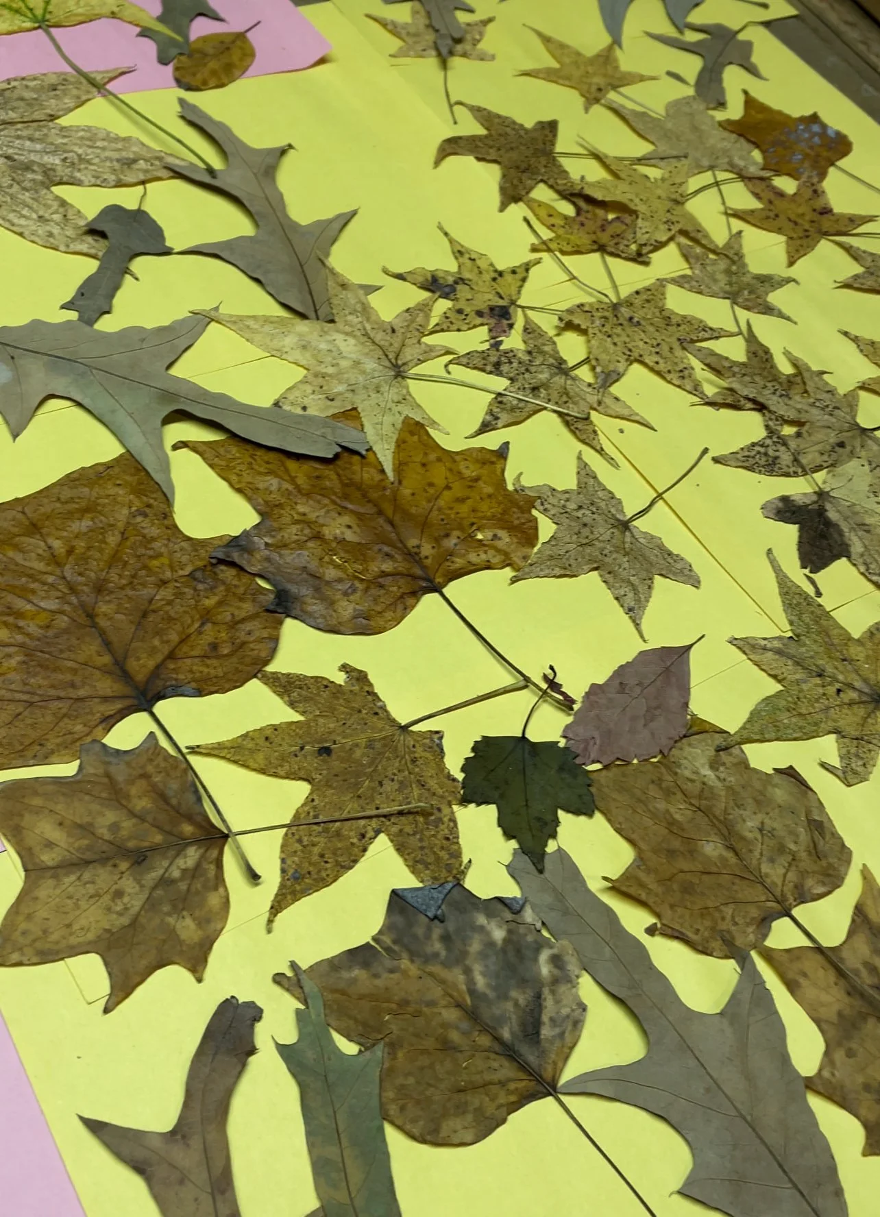 Many flat leaves