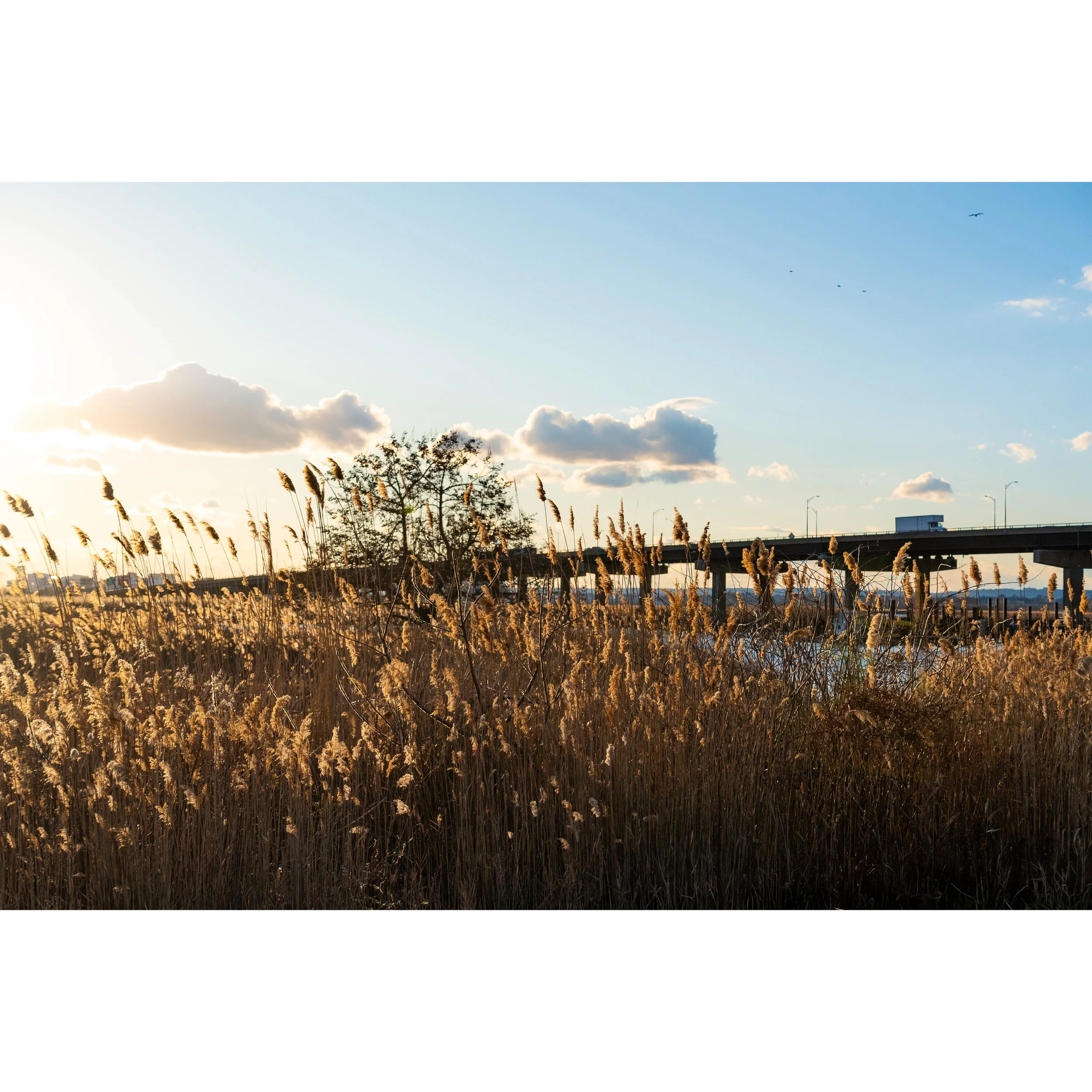 Meadowlands_original_SQ.jpg