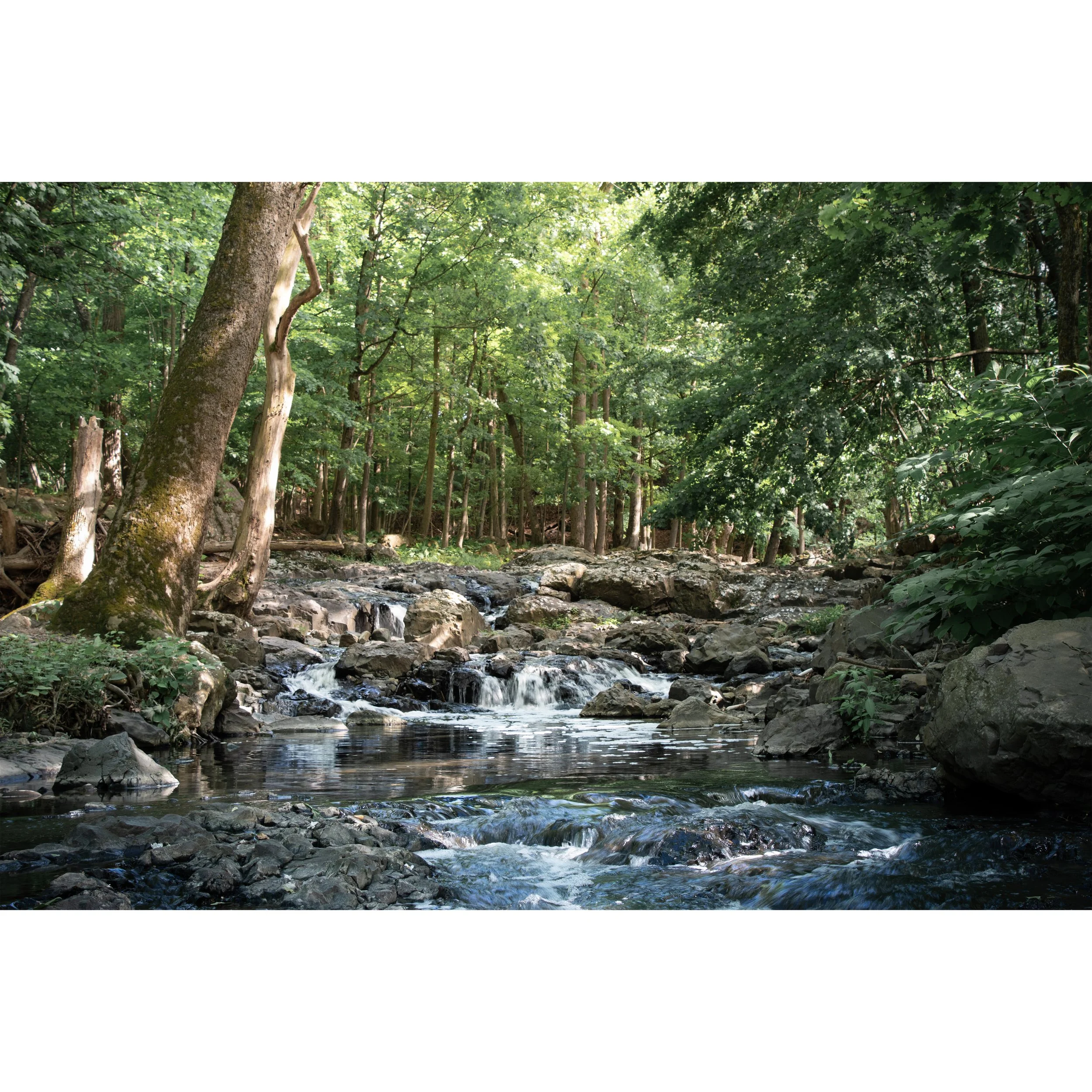 CedarGrove_original_SQ.jpg