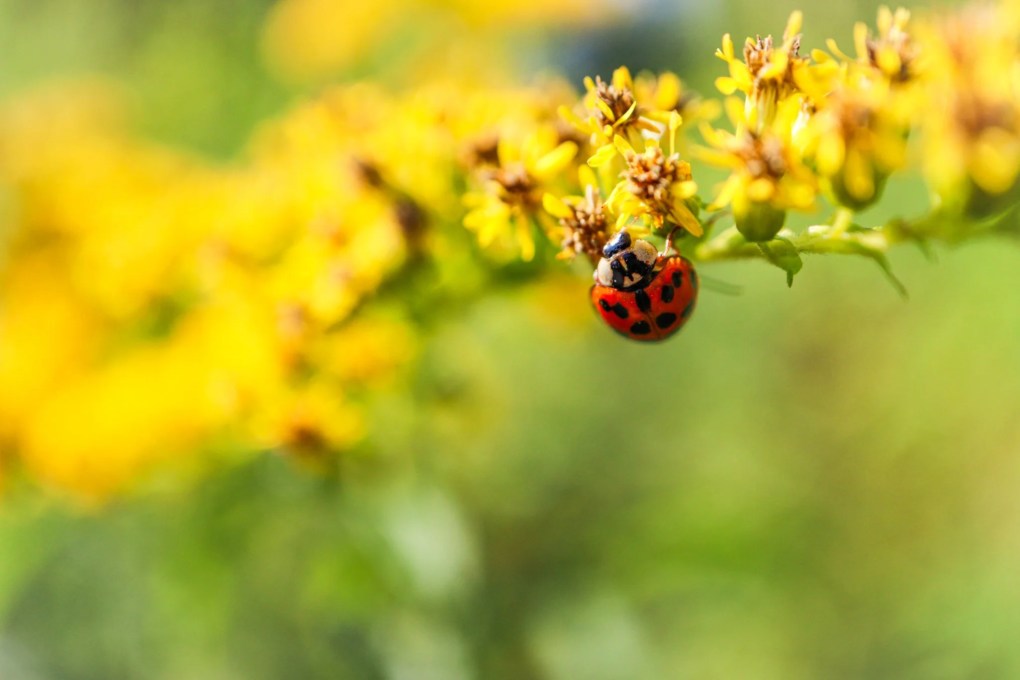 LadyBug_08252023.jpg