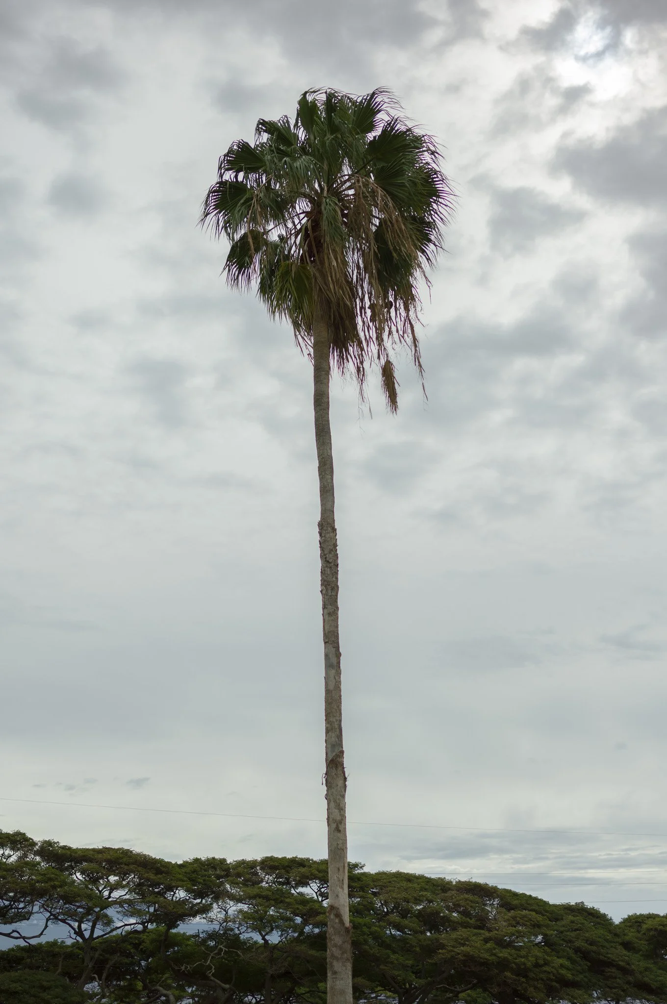 L1003618.jpg