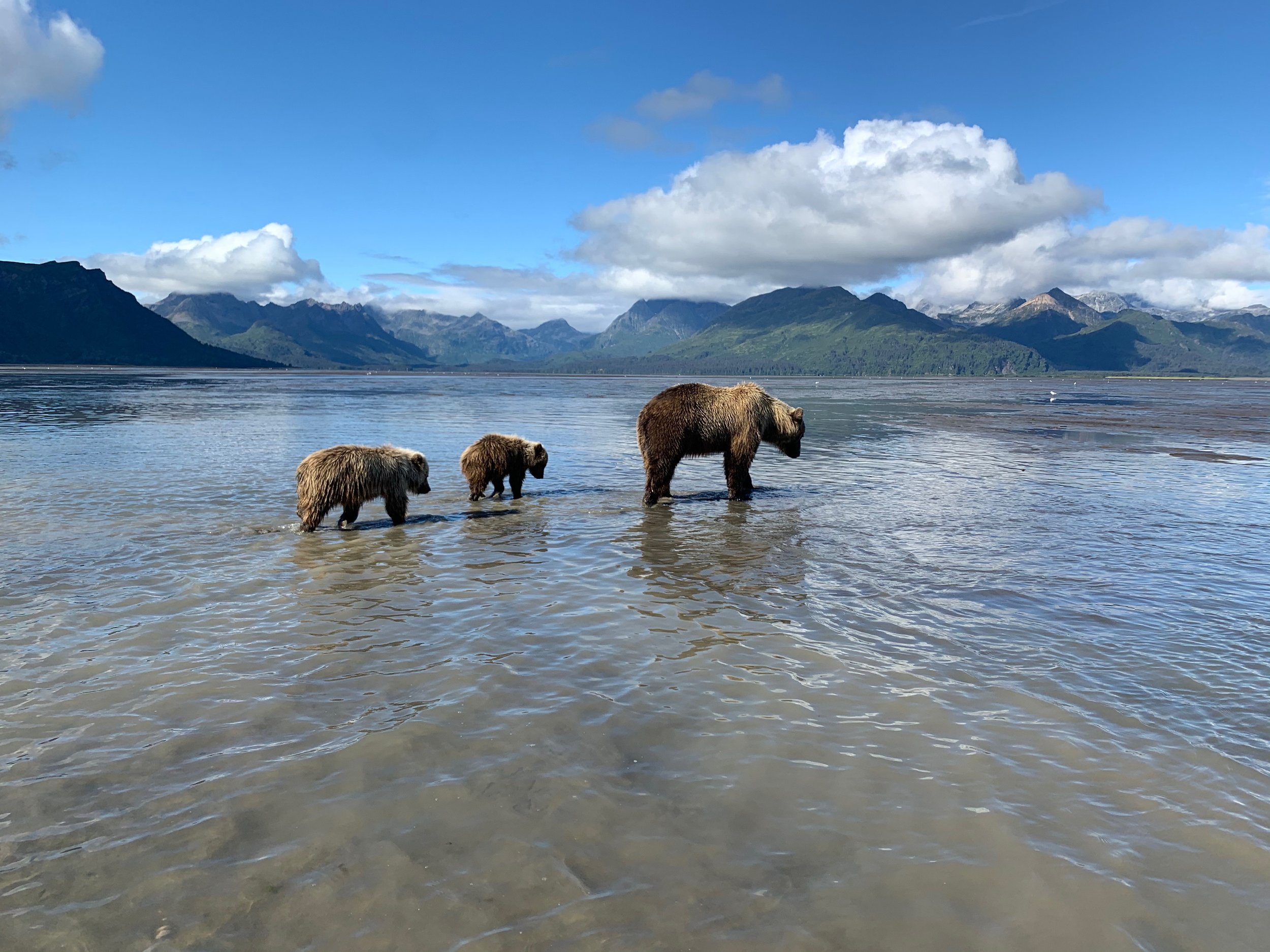 Bears in Alaska.JPEG