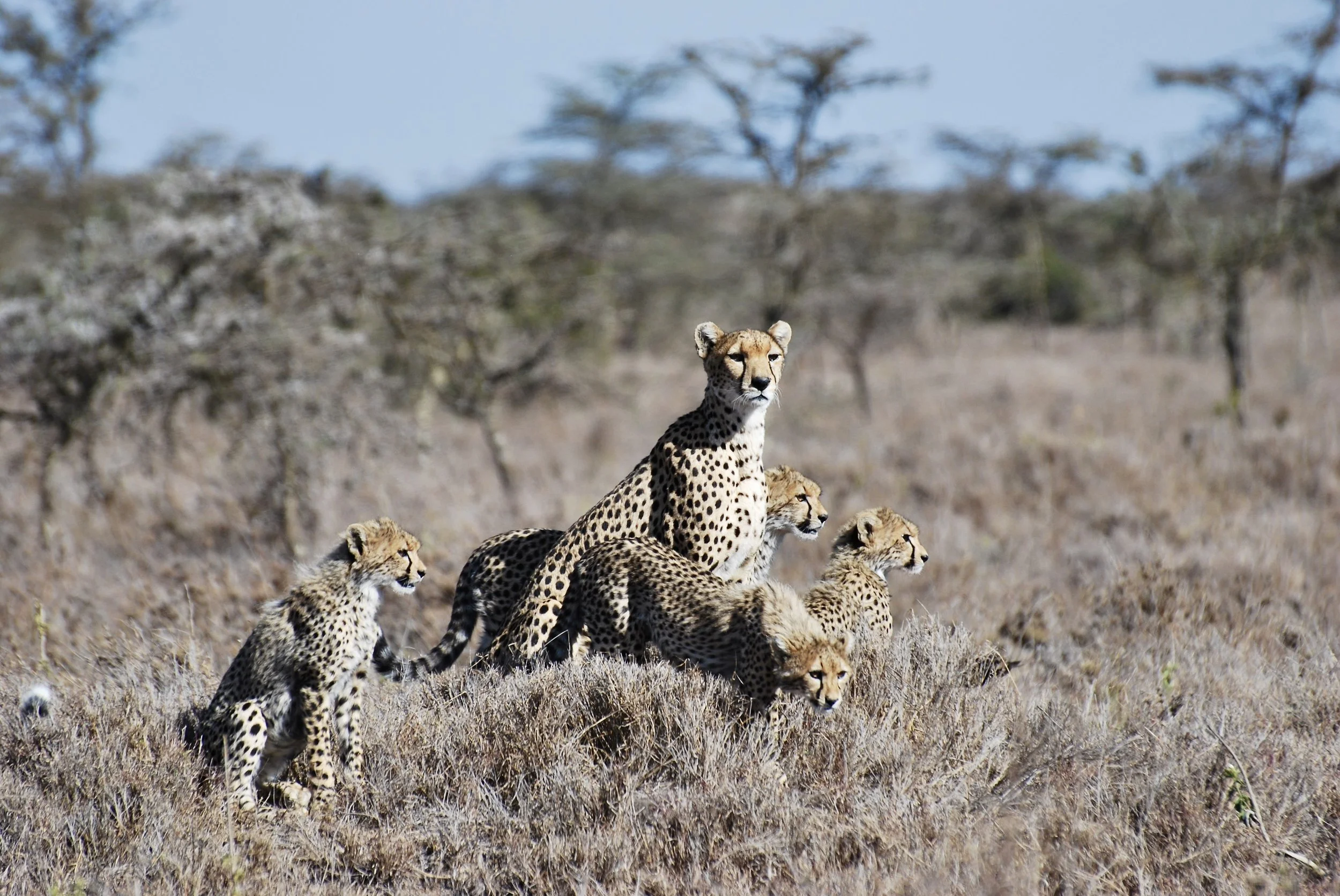 Cheetah Family Segera.JPG