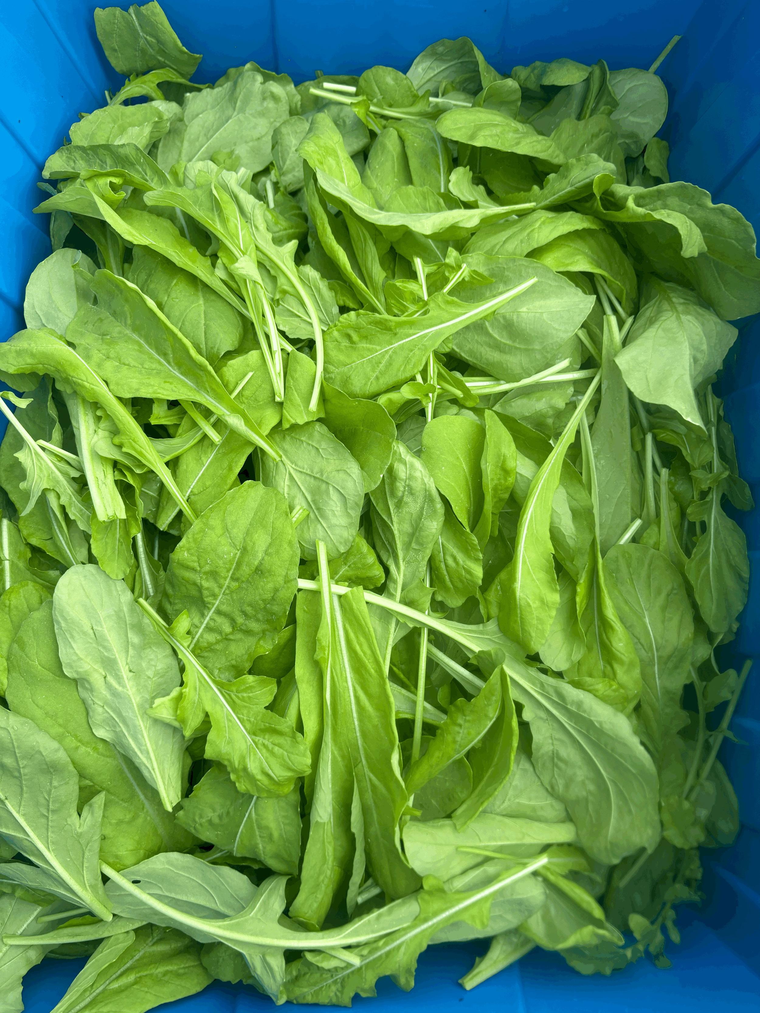 Arugula