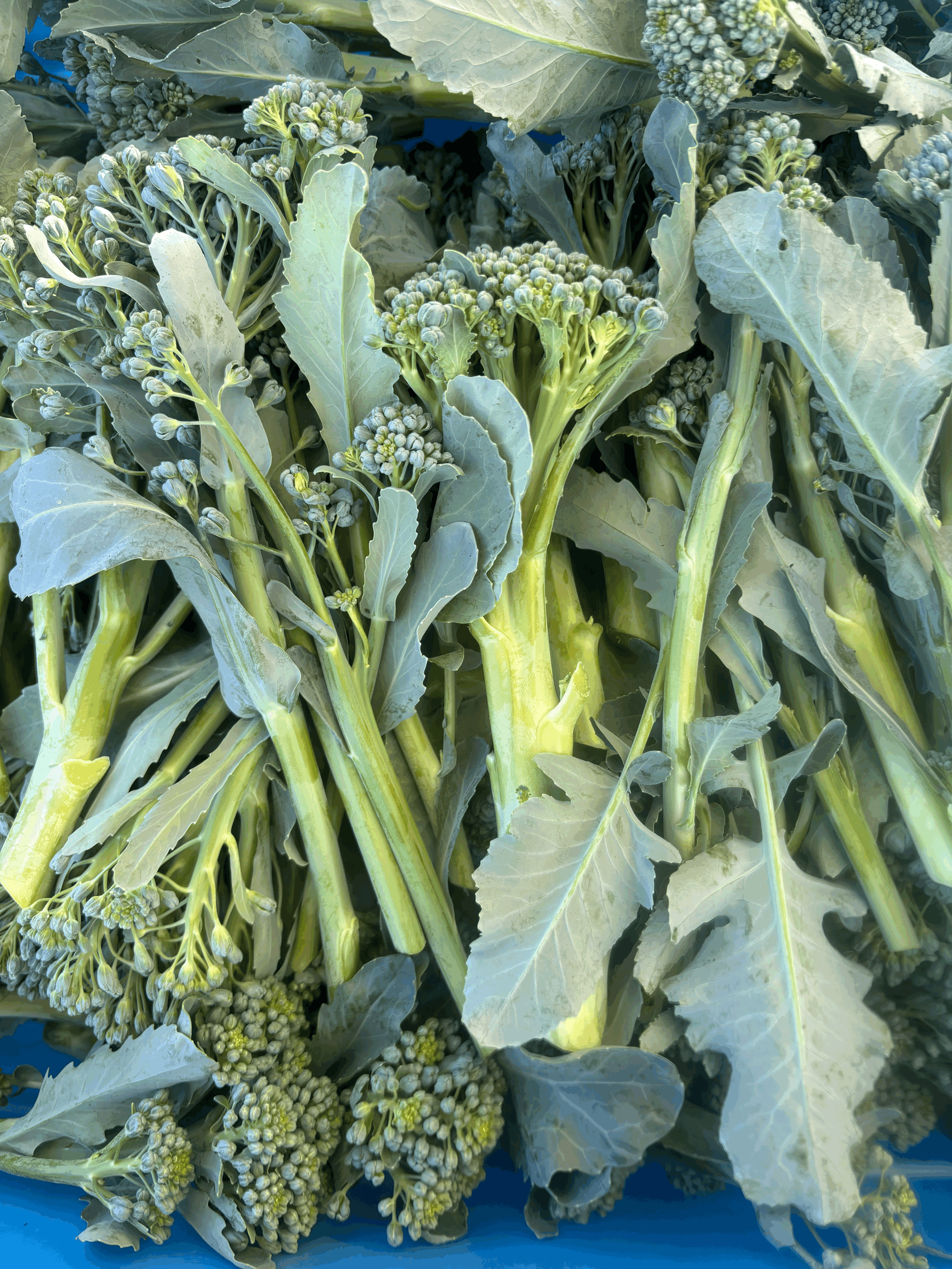 Broccolini