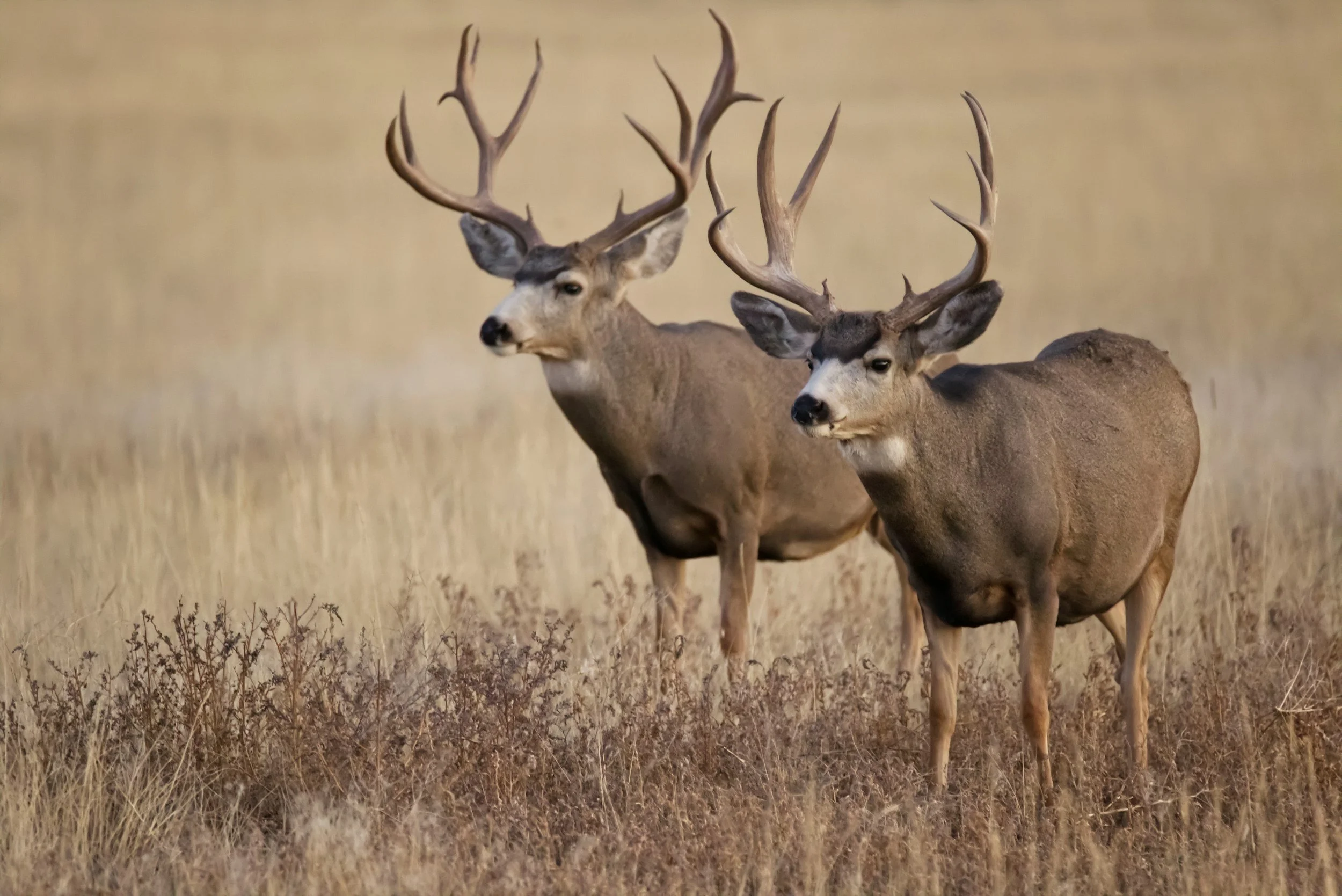 Two deer standing in a field