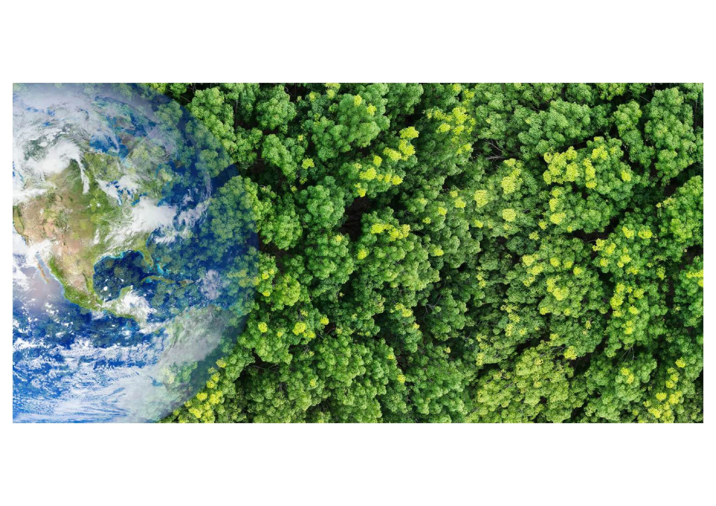 Biodiversity Net Gain: From Policy Innovation to Market Reality