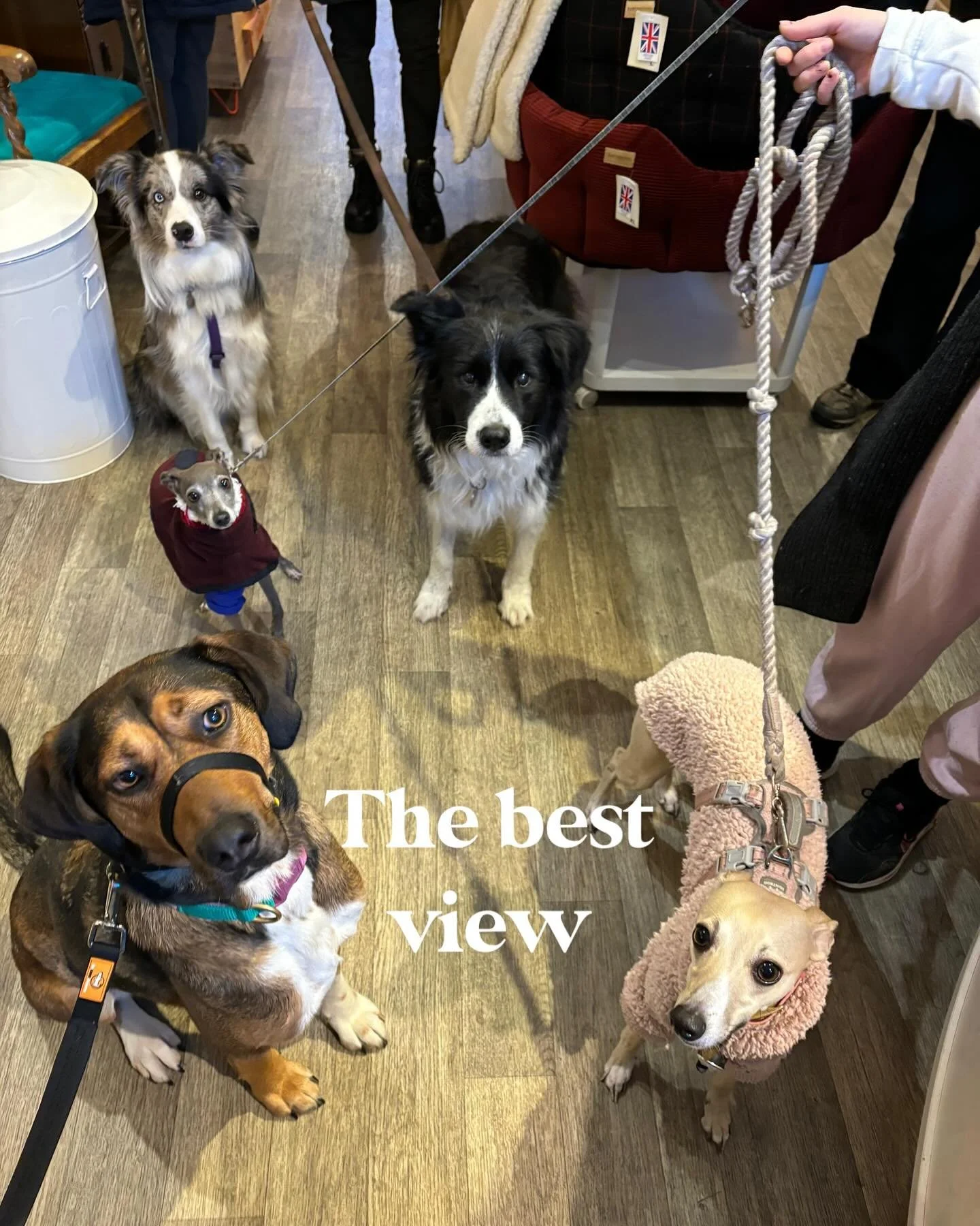 Is there a better view? We don&rsquo;t think so! 

We love how different, but equally gorgeous our customers are. Thank you to our lovely visitors today. 🐾 

A vey happy Wednesday! 

#shopsmall #shopindependent #shoplocal #loveleam #lovedogs