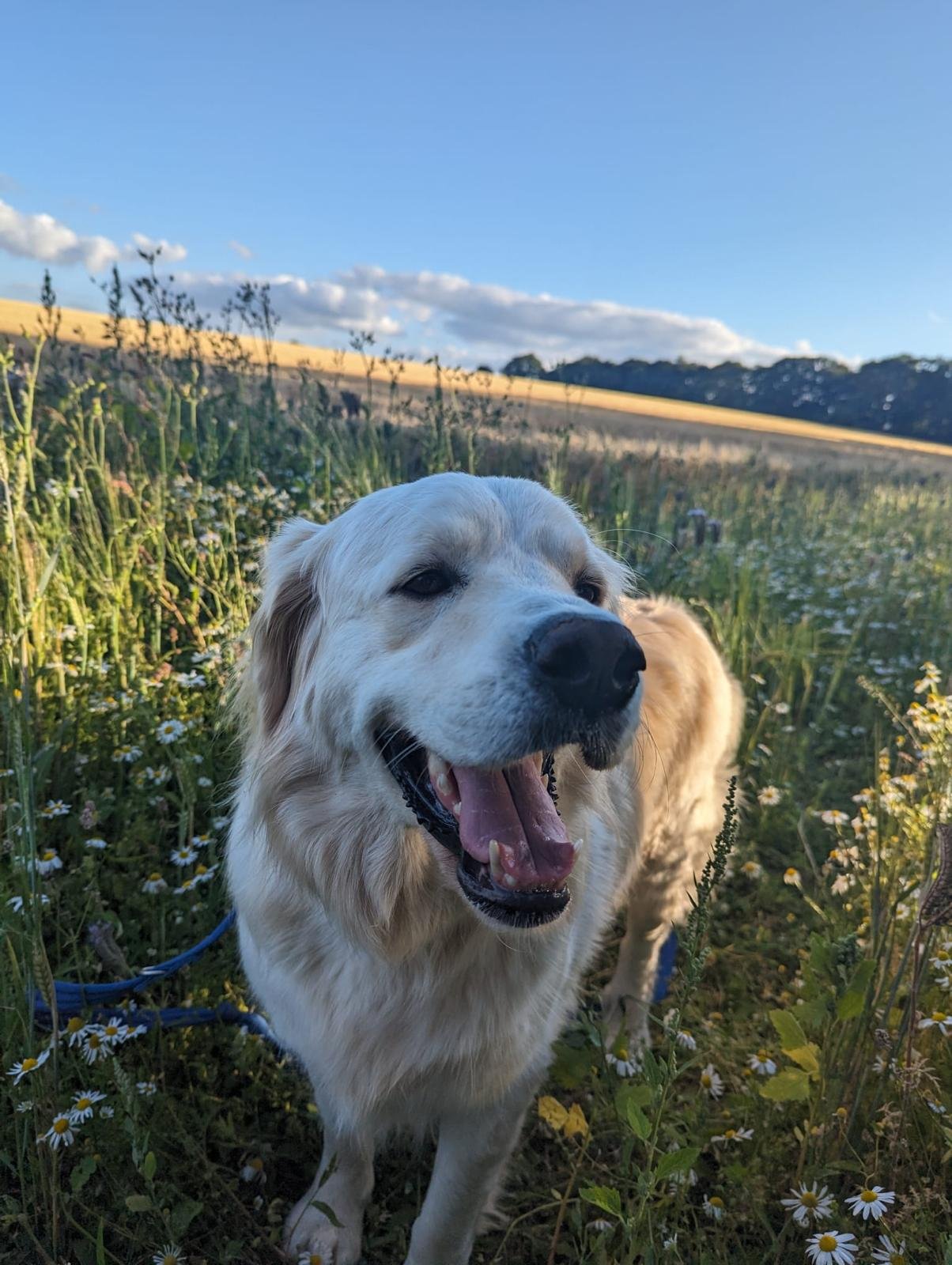 Warwickshire Walkies! 