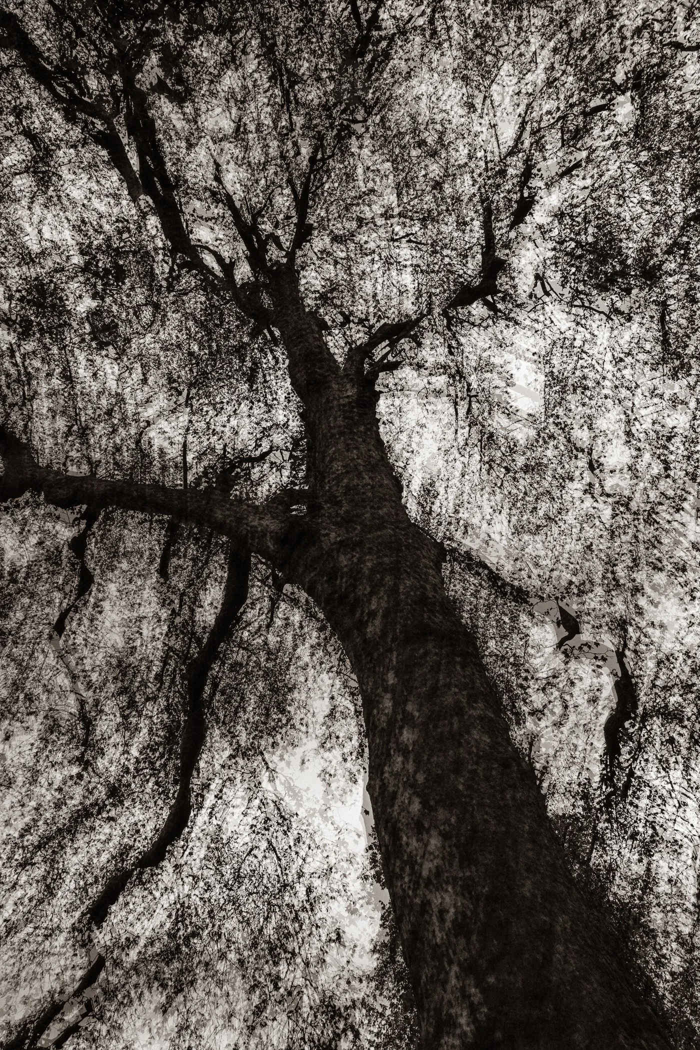 Elder Spirit
(click image above to enlarge)