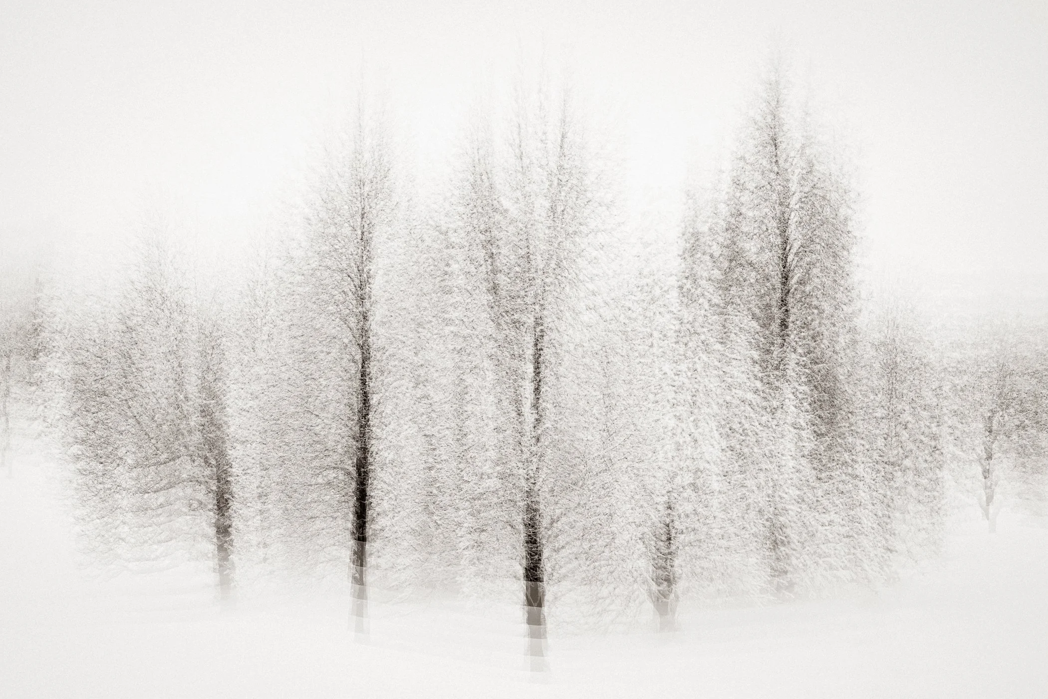 Suspended in White
(click image above to enlarge)