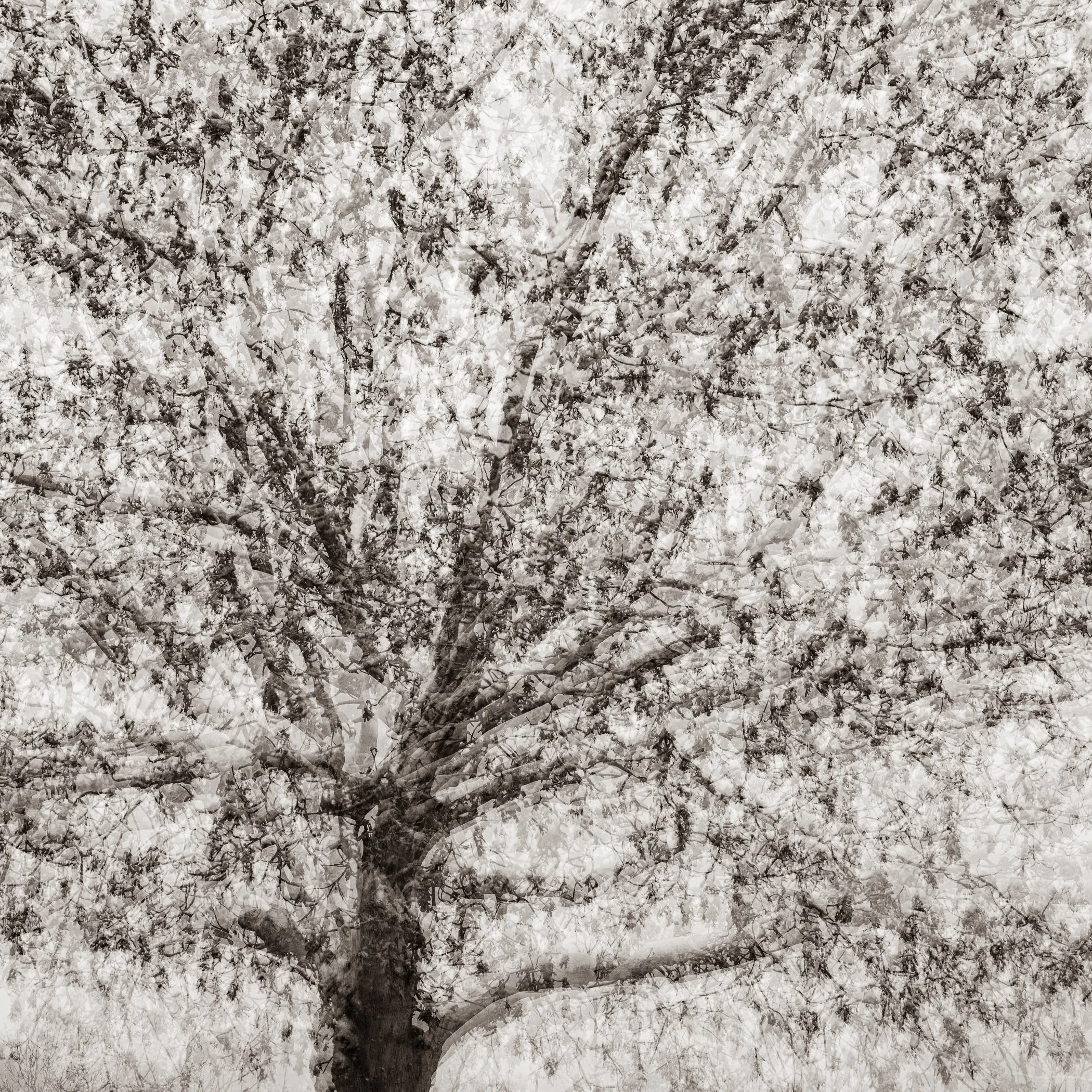 Spirit in the Branches