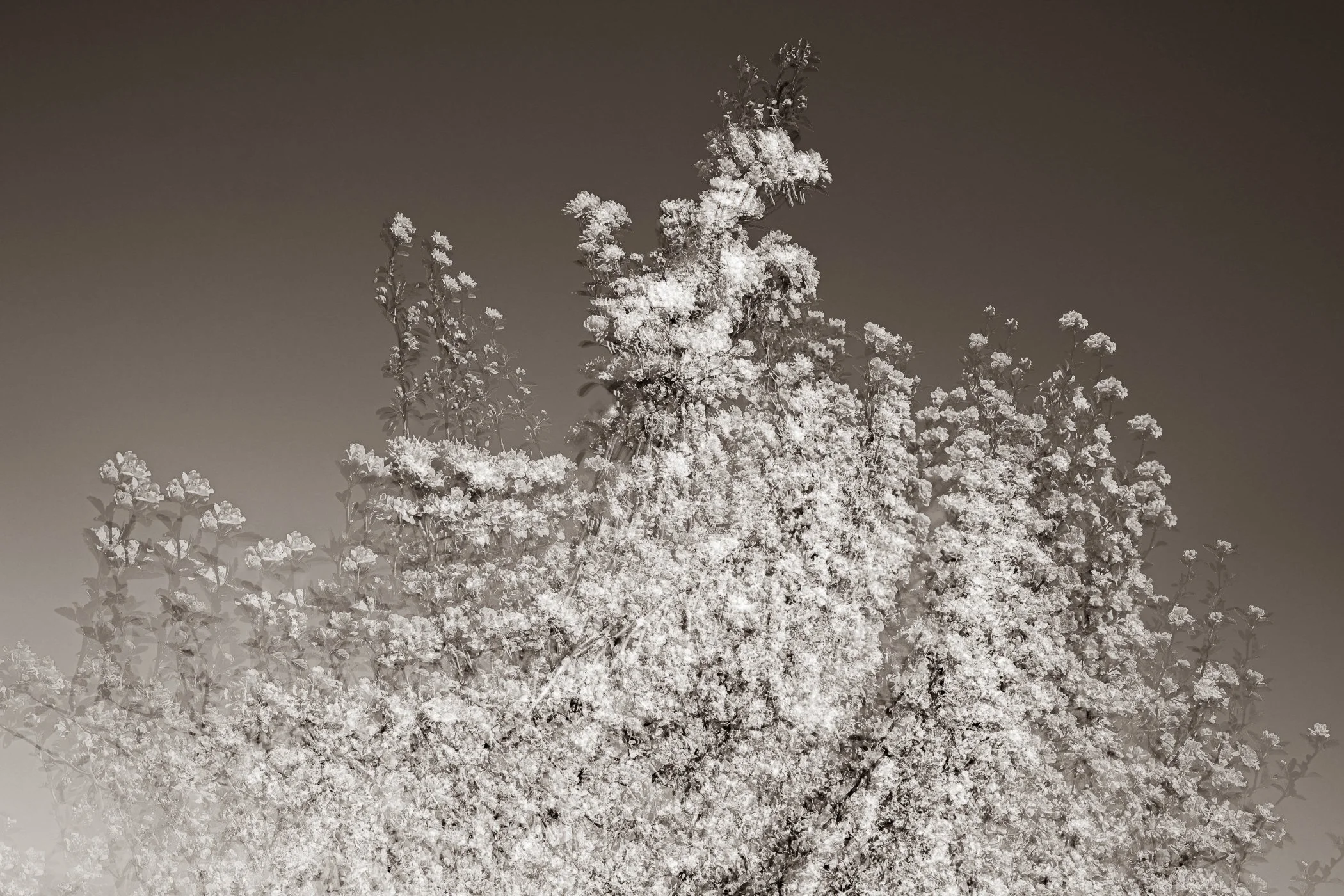 Spring Fling
(click image above to enlarge)