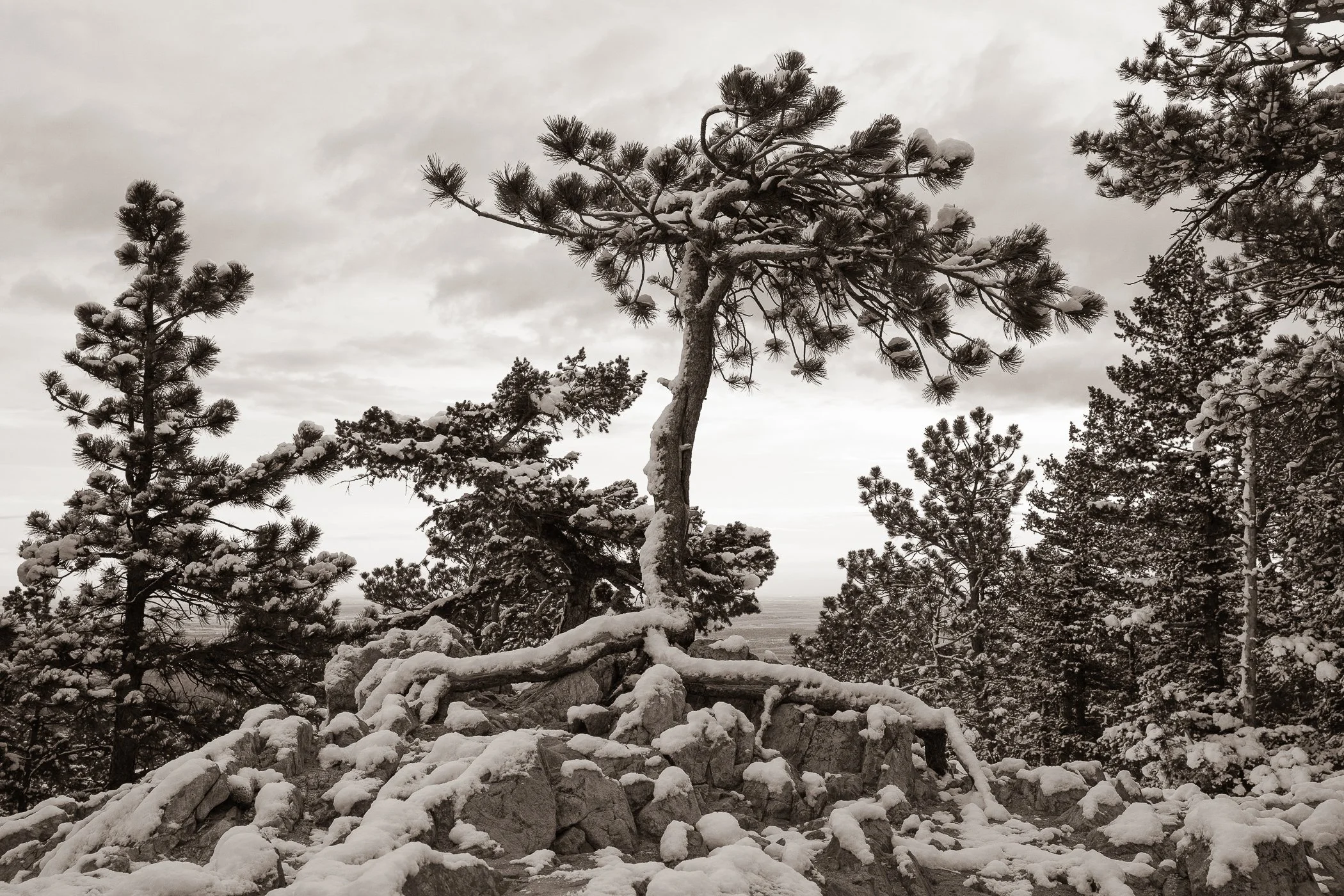 Rooted in Winter (Colorado)
(click image above to enlarge)