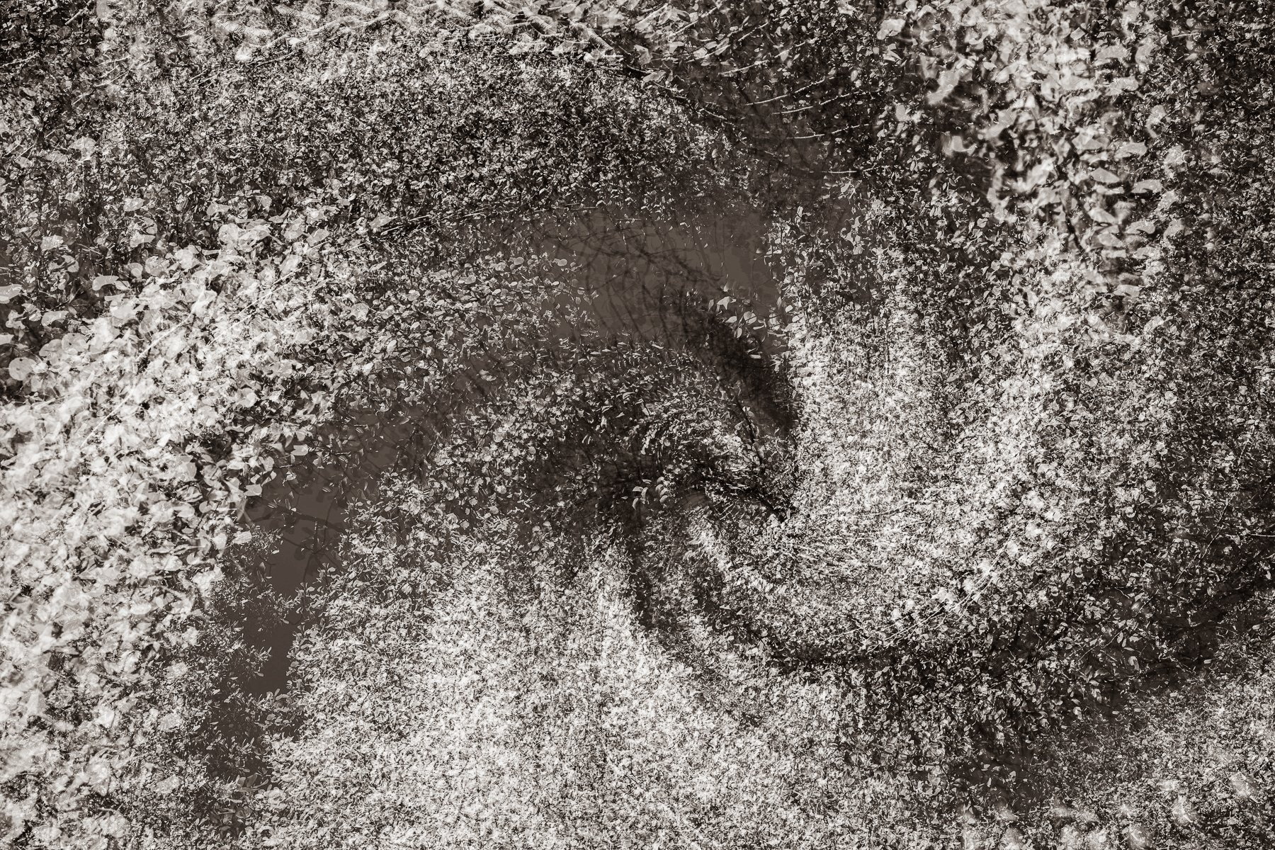 Joy in the Branches
(click image above to enlarge)