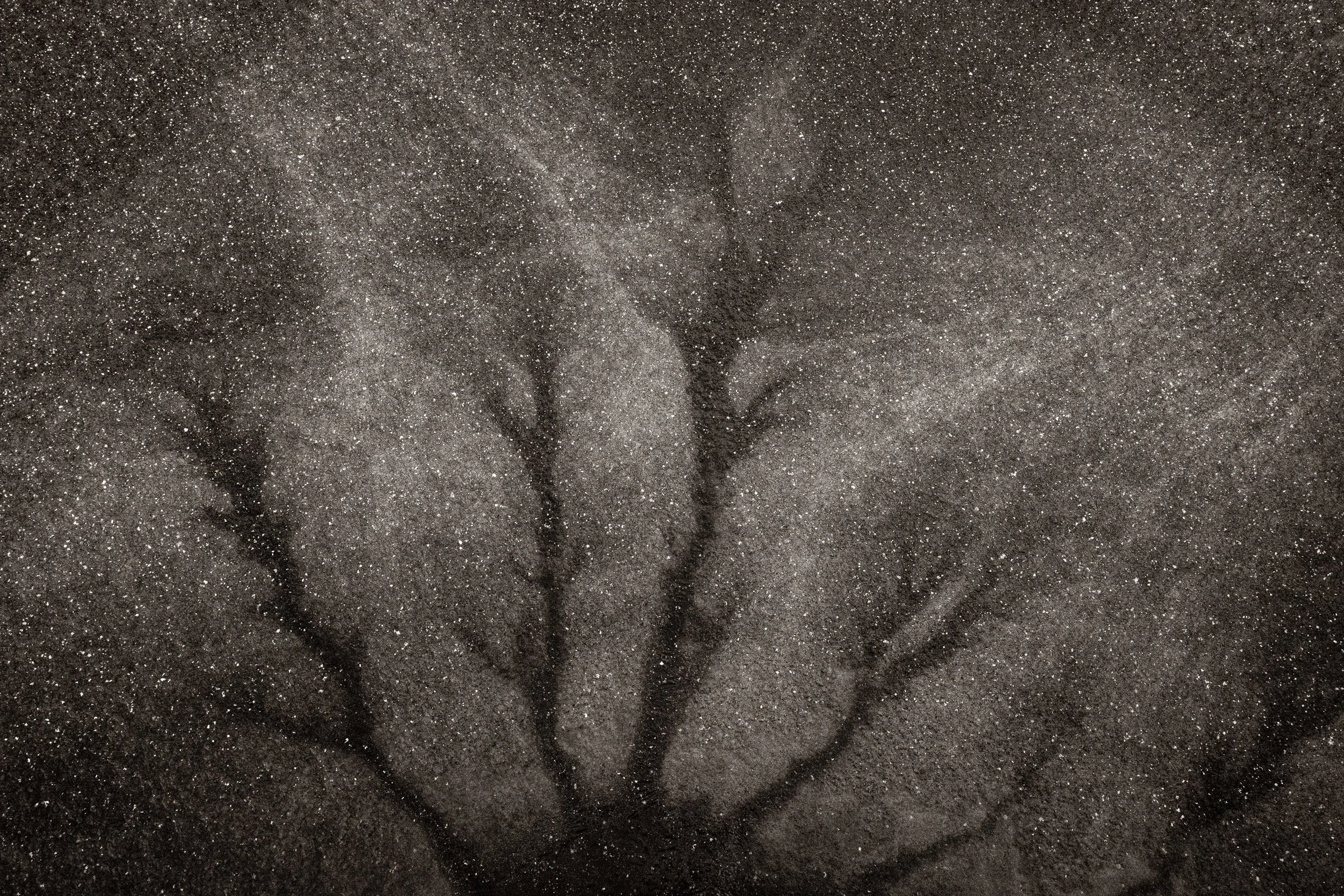 Primordial Reach
(click image above to enlarge)