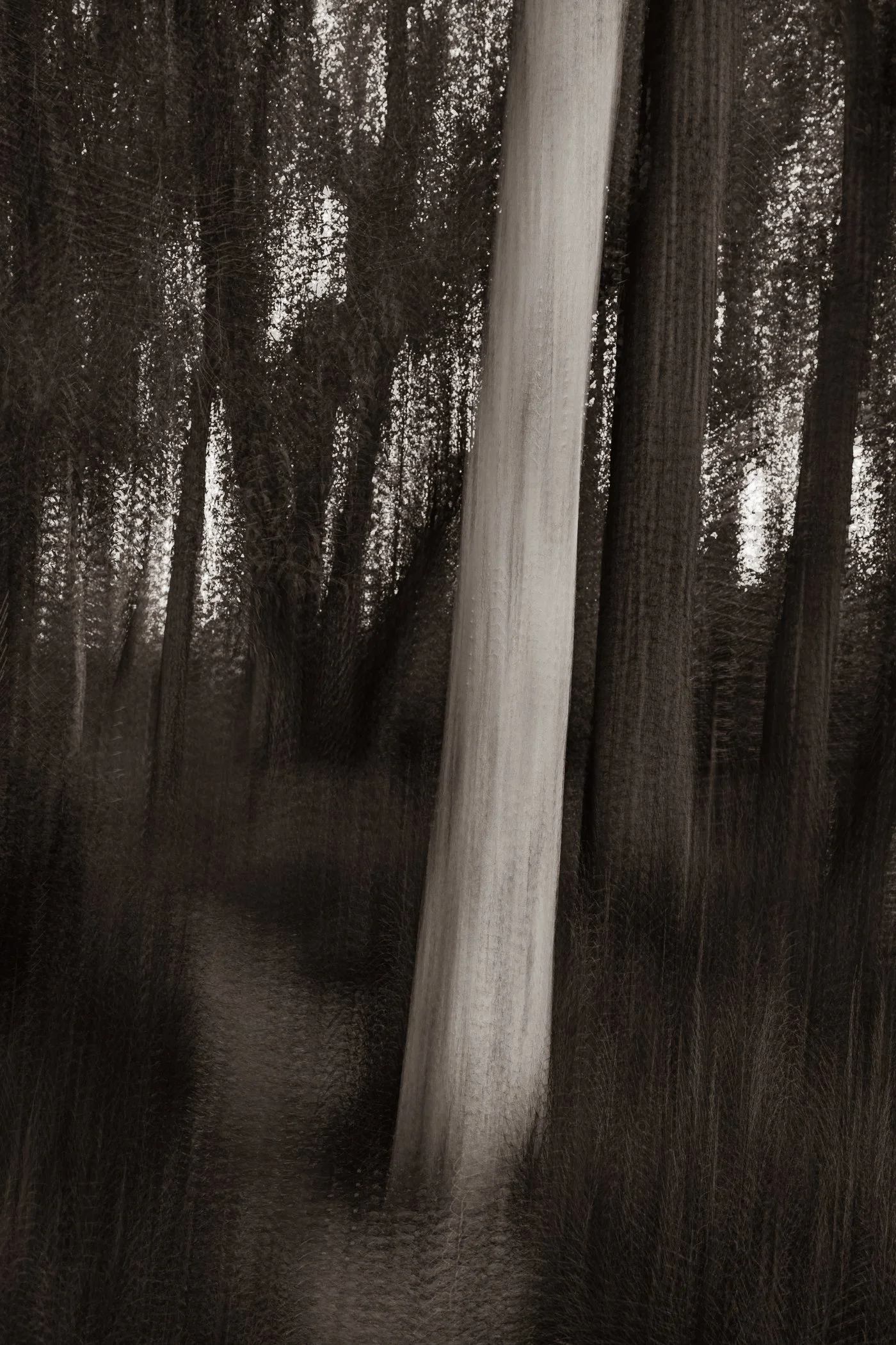 Ghost of the Grove
(click image above to enlarge)