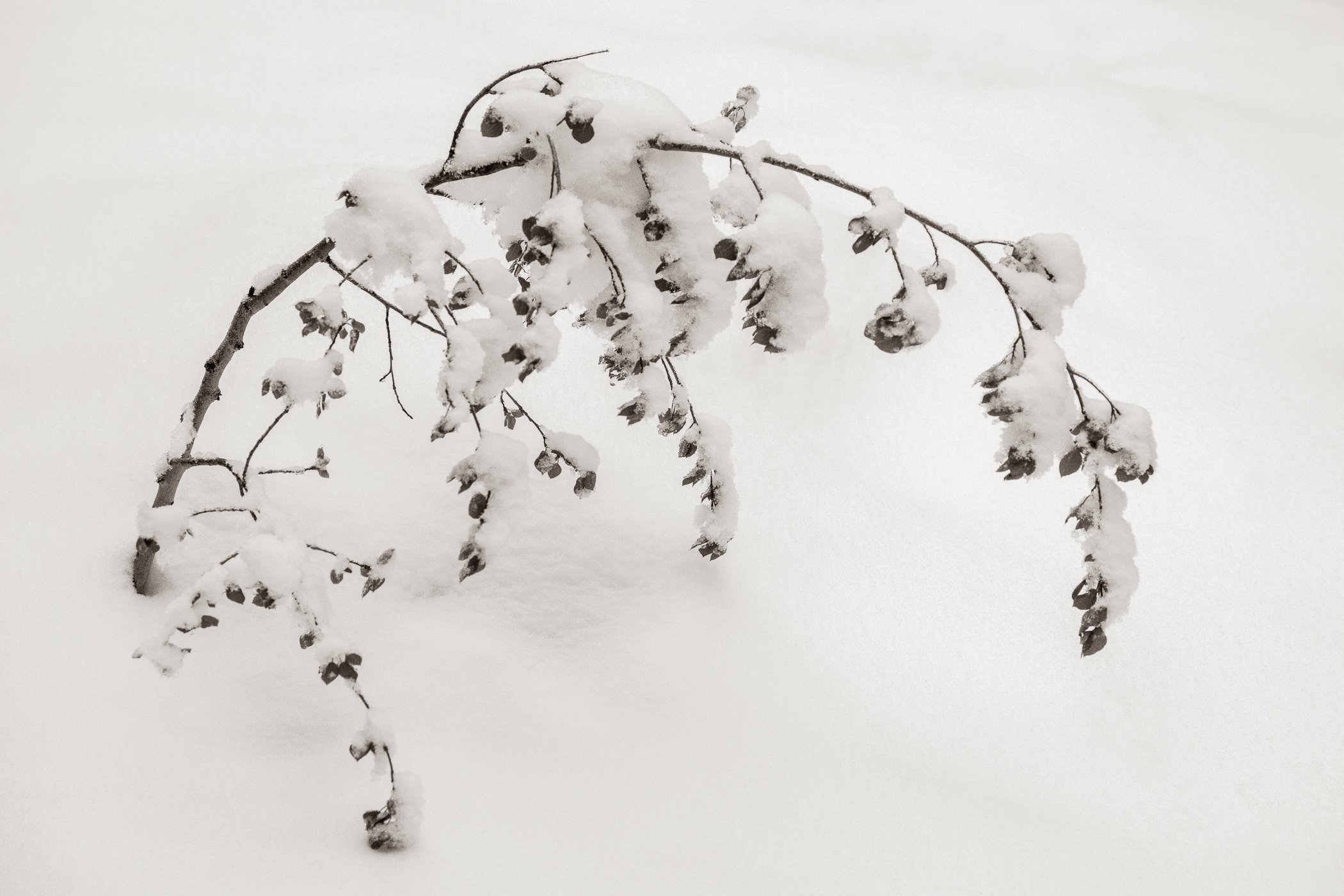 Bowing to Winter (Colorado) 
(click image above to enlarge)