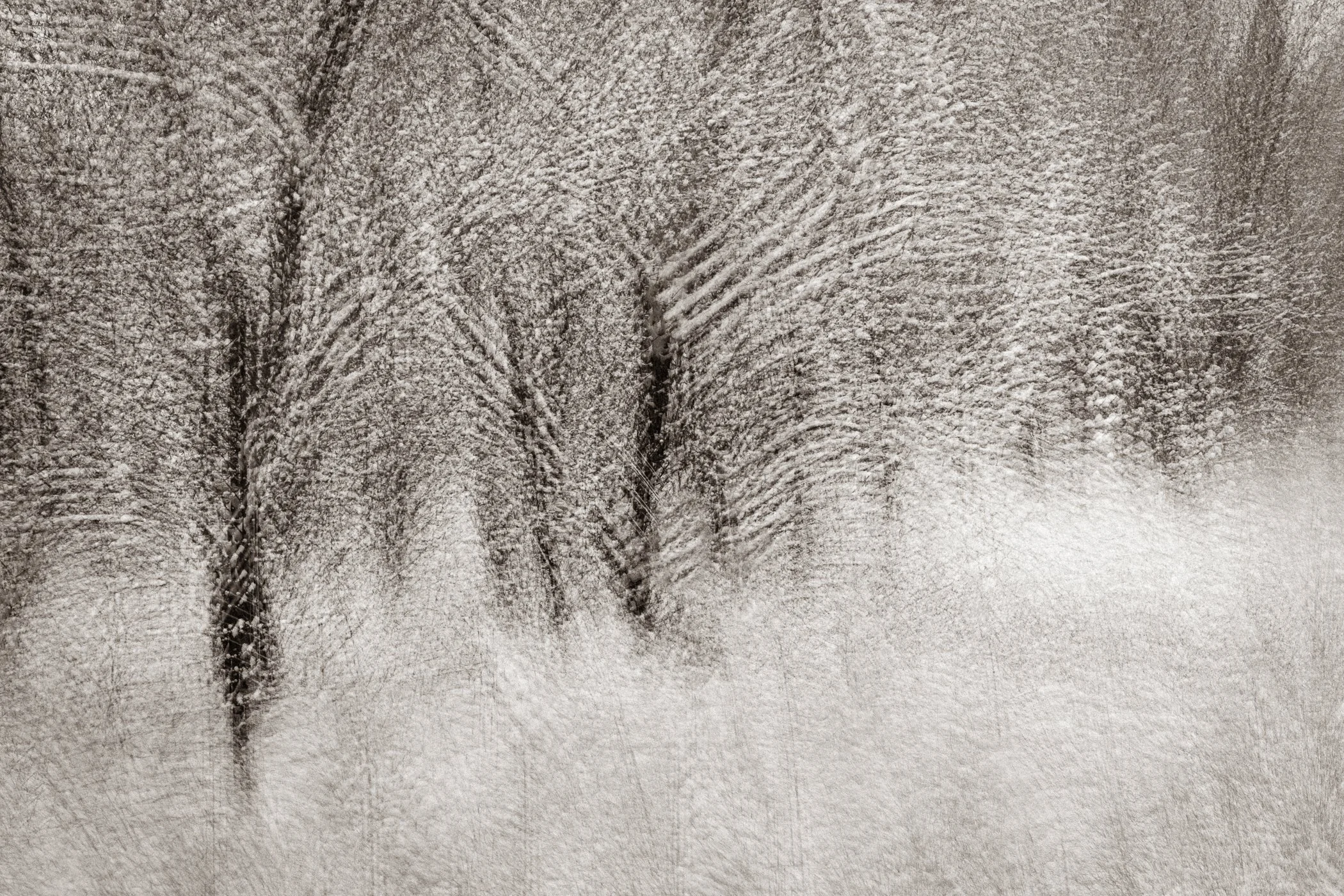 The Weight of Winter
(click image above to enlarge)