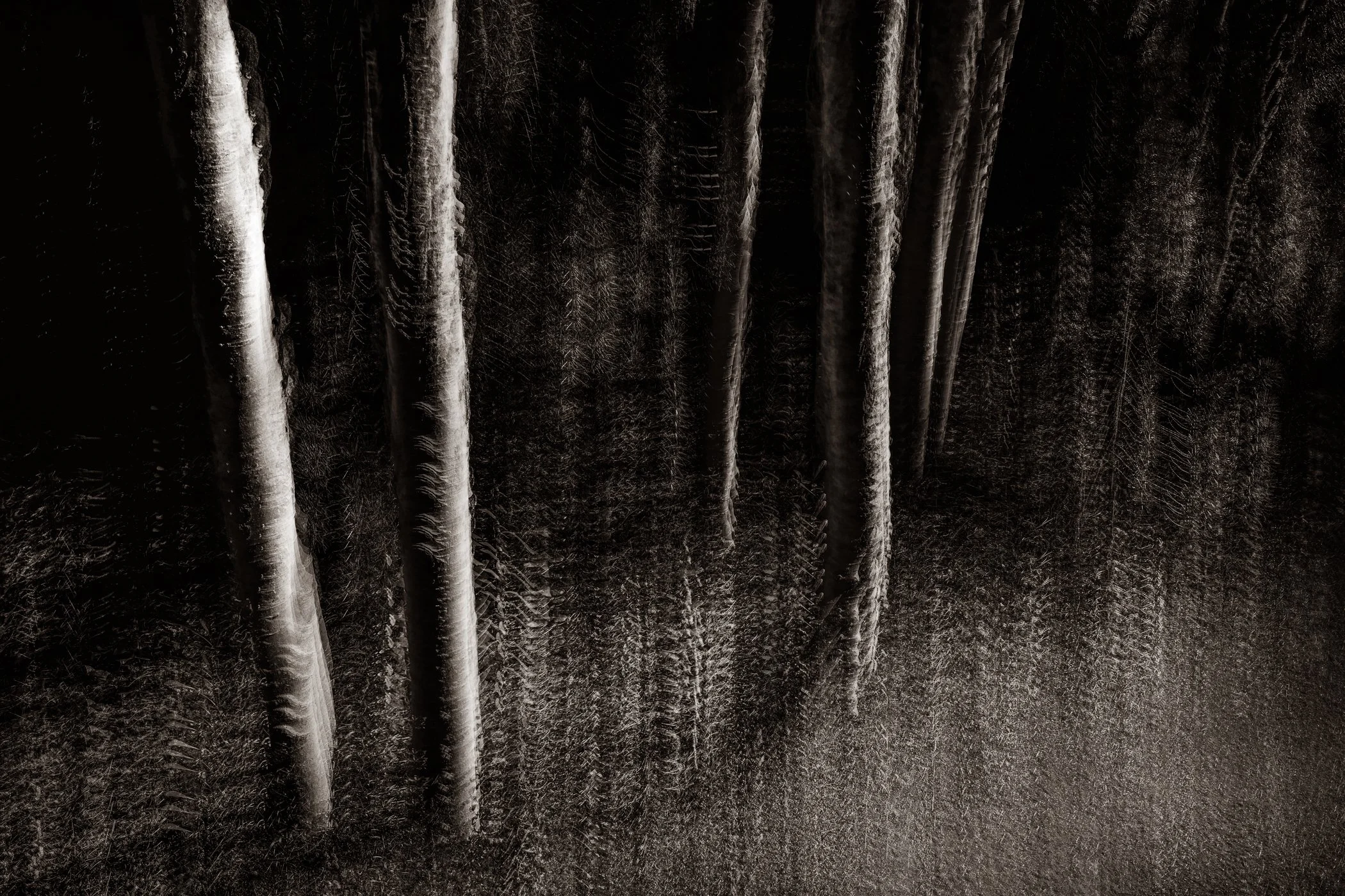 Shadowed Voices
(click image above to enlarge)
