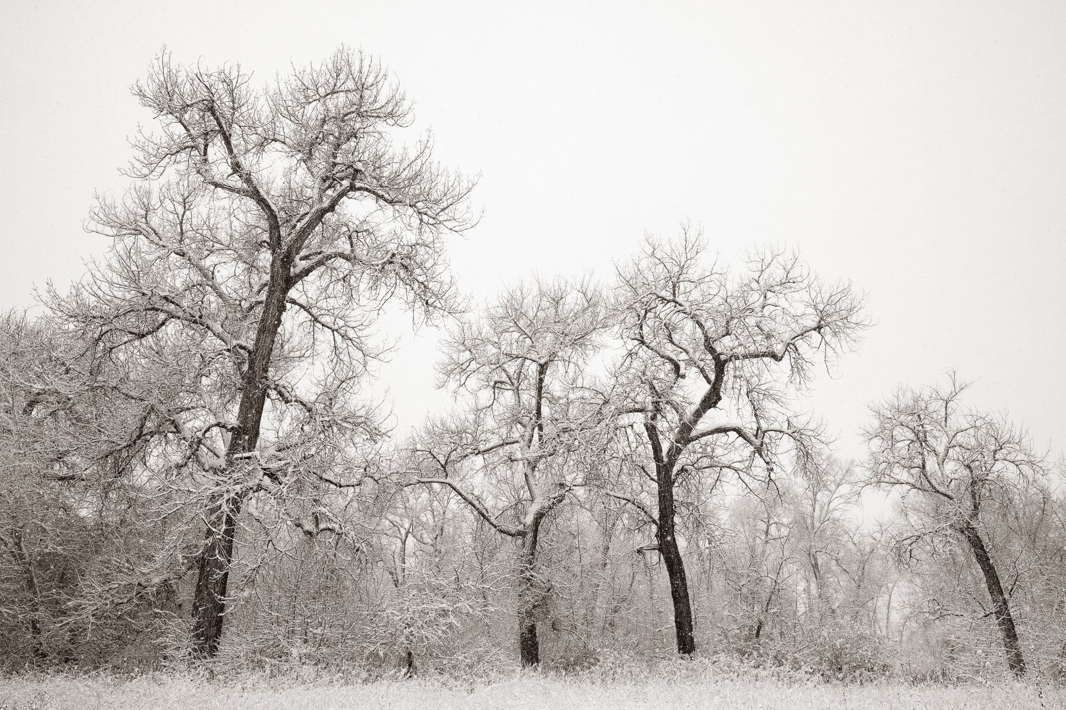 Council of the Cottonwoods (Colorado)
(click image above to enlarge)