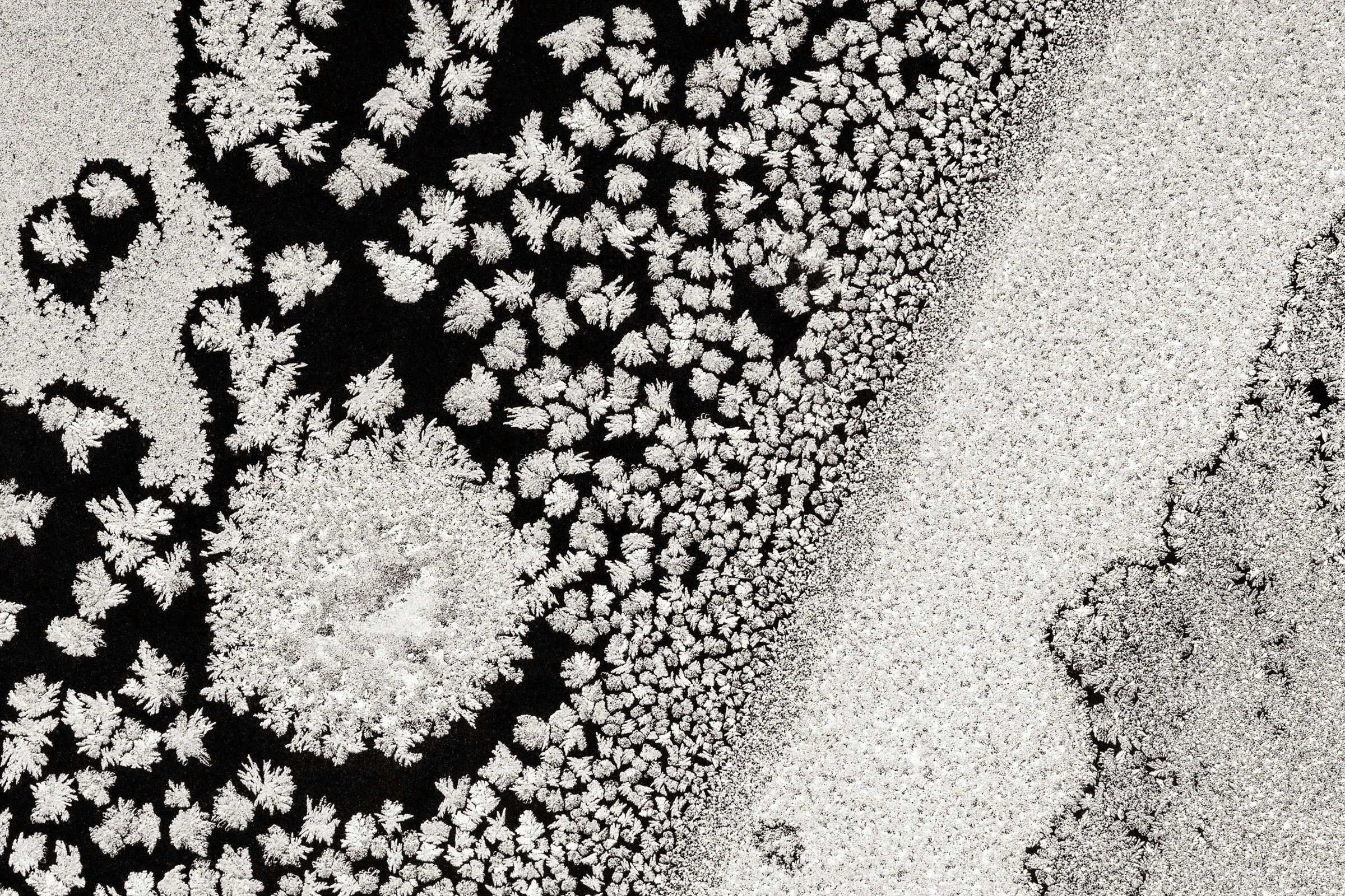 Frost
(click image above to enlarge)