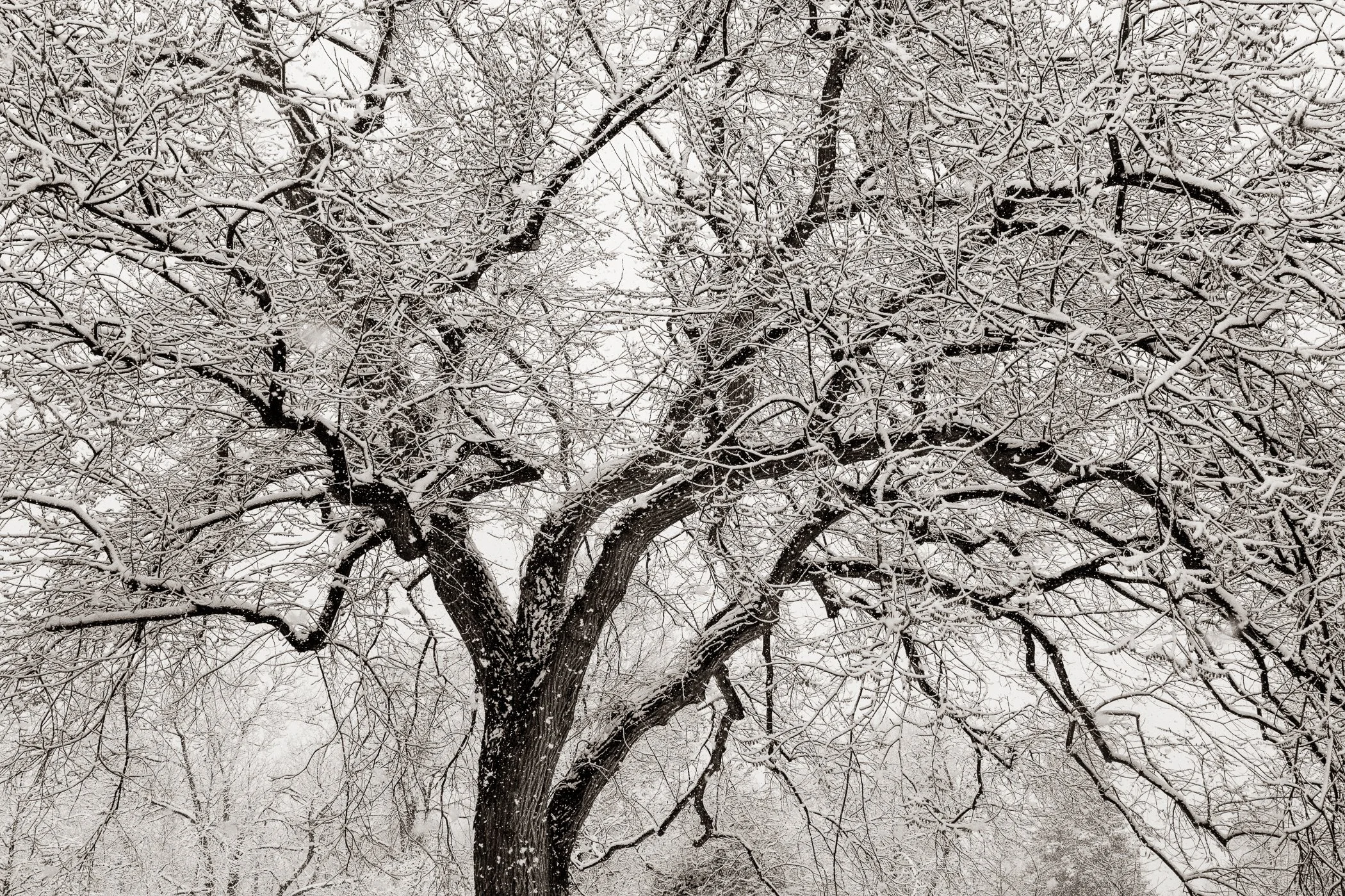 The Strength to Bend (Colorado)
(click image above to enlarge)