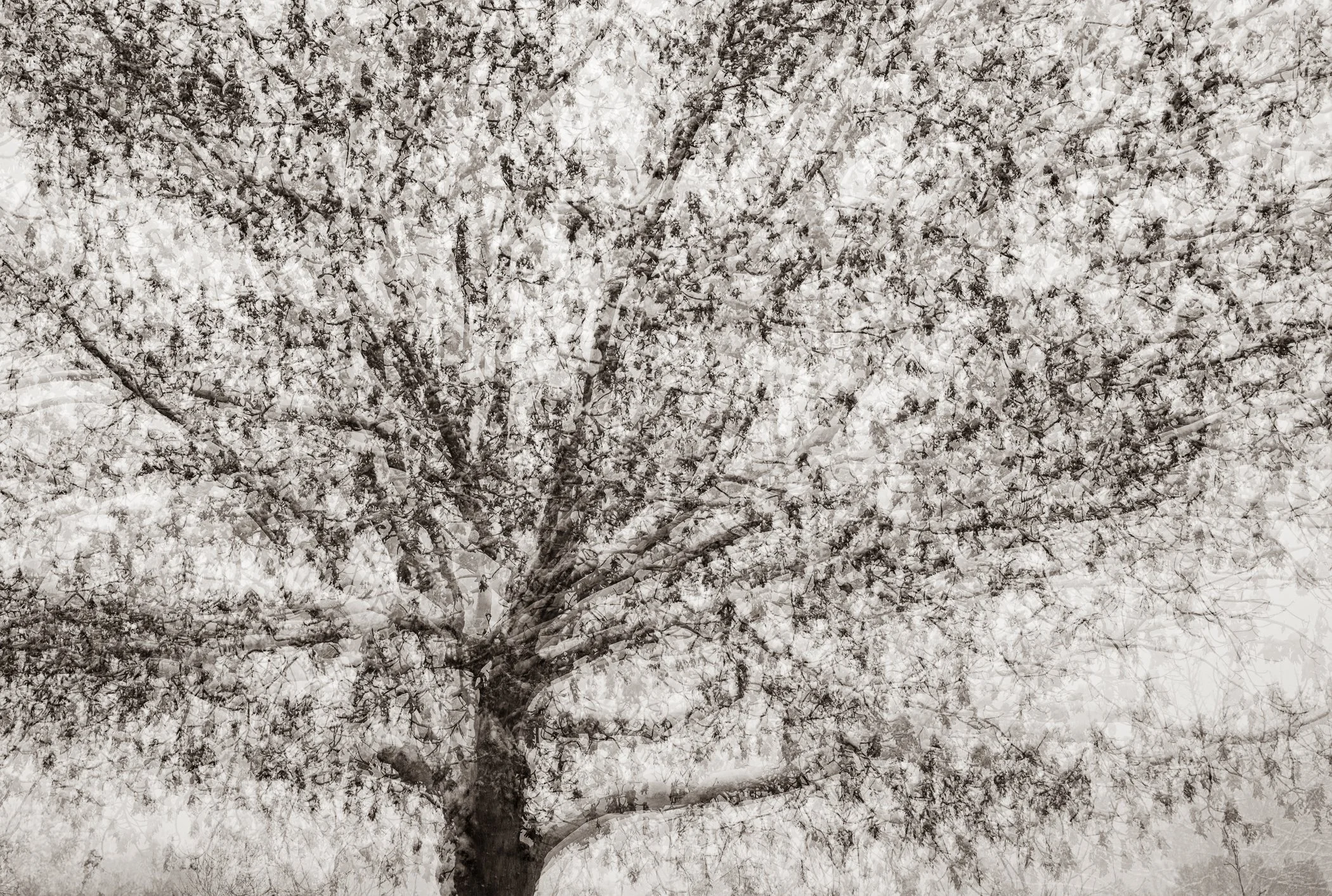Impression of Spring
(click image above to enlarge)