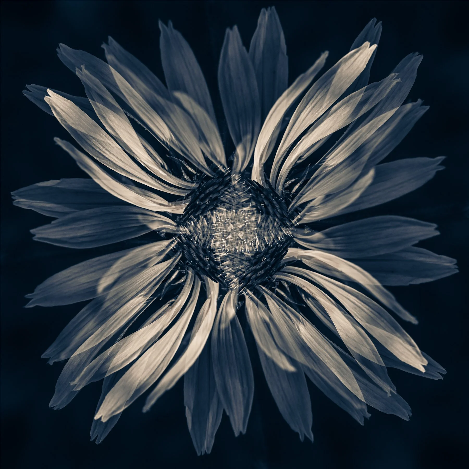 Where Light Blooms