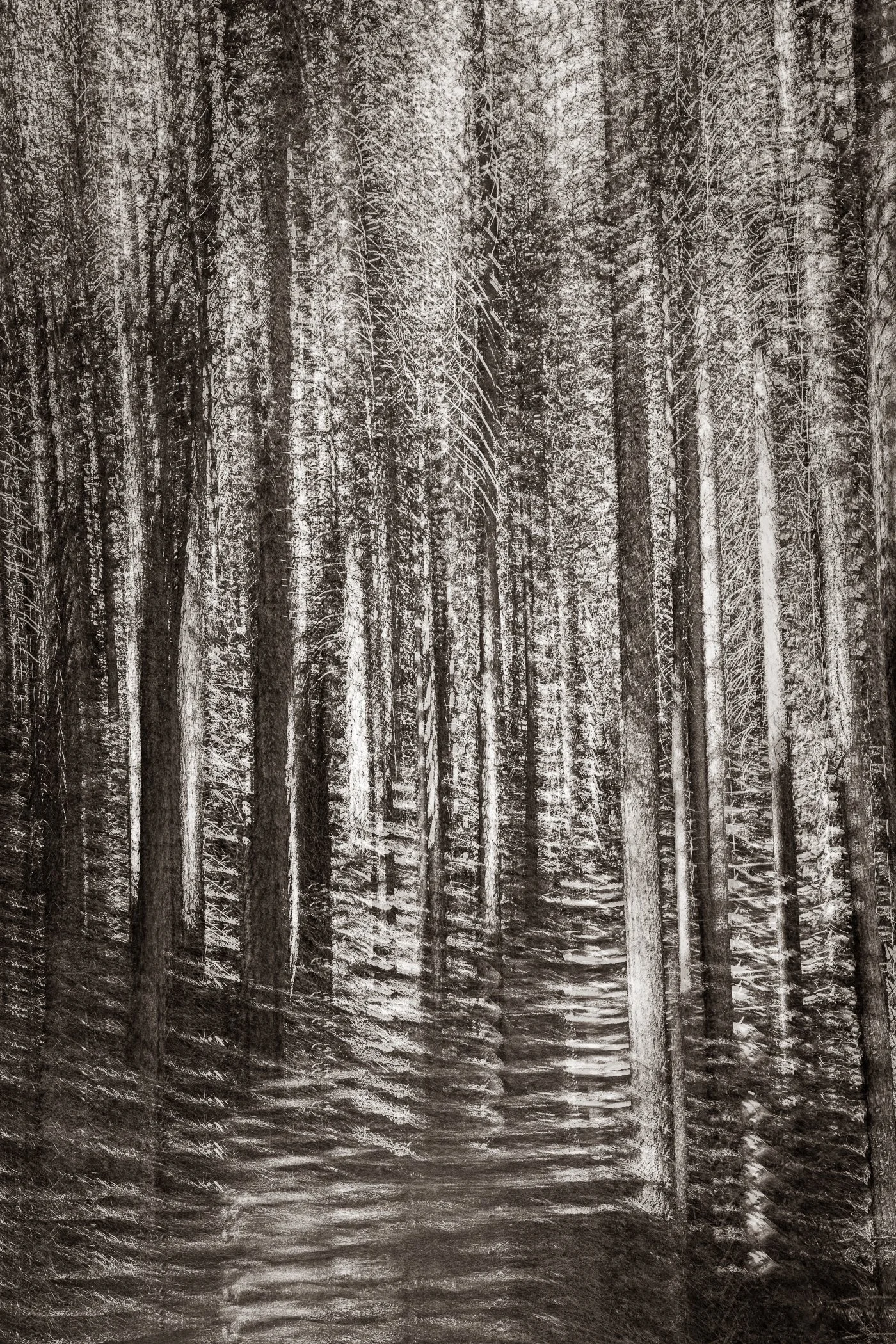 Woven by Sun and Shade
(click image above to enlarge)