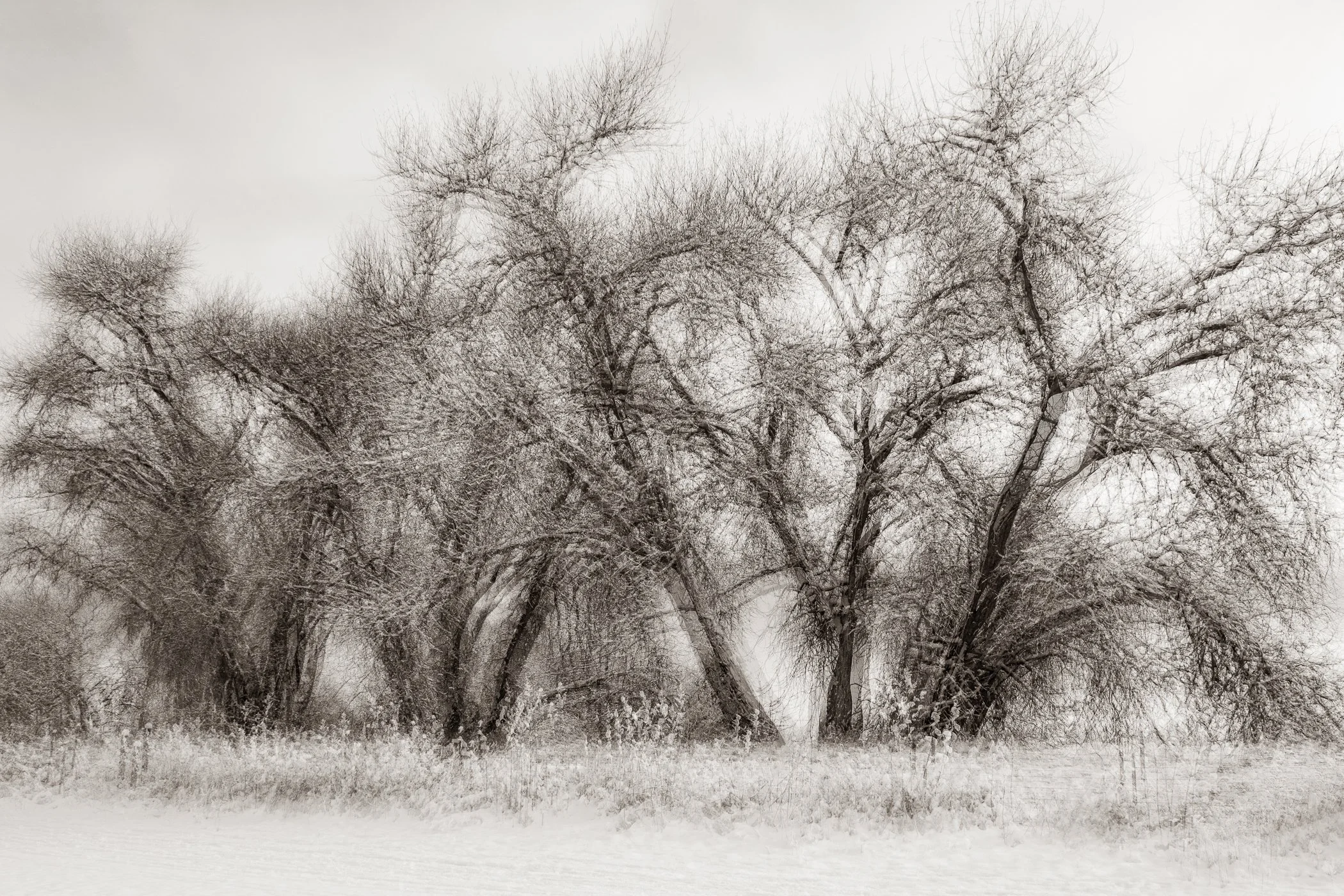The Trees Bow Together
(click image above to enlarge)
