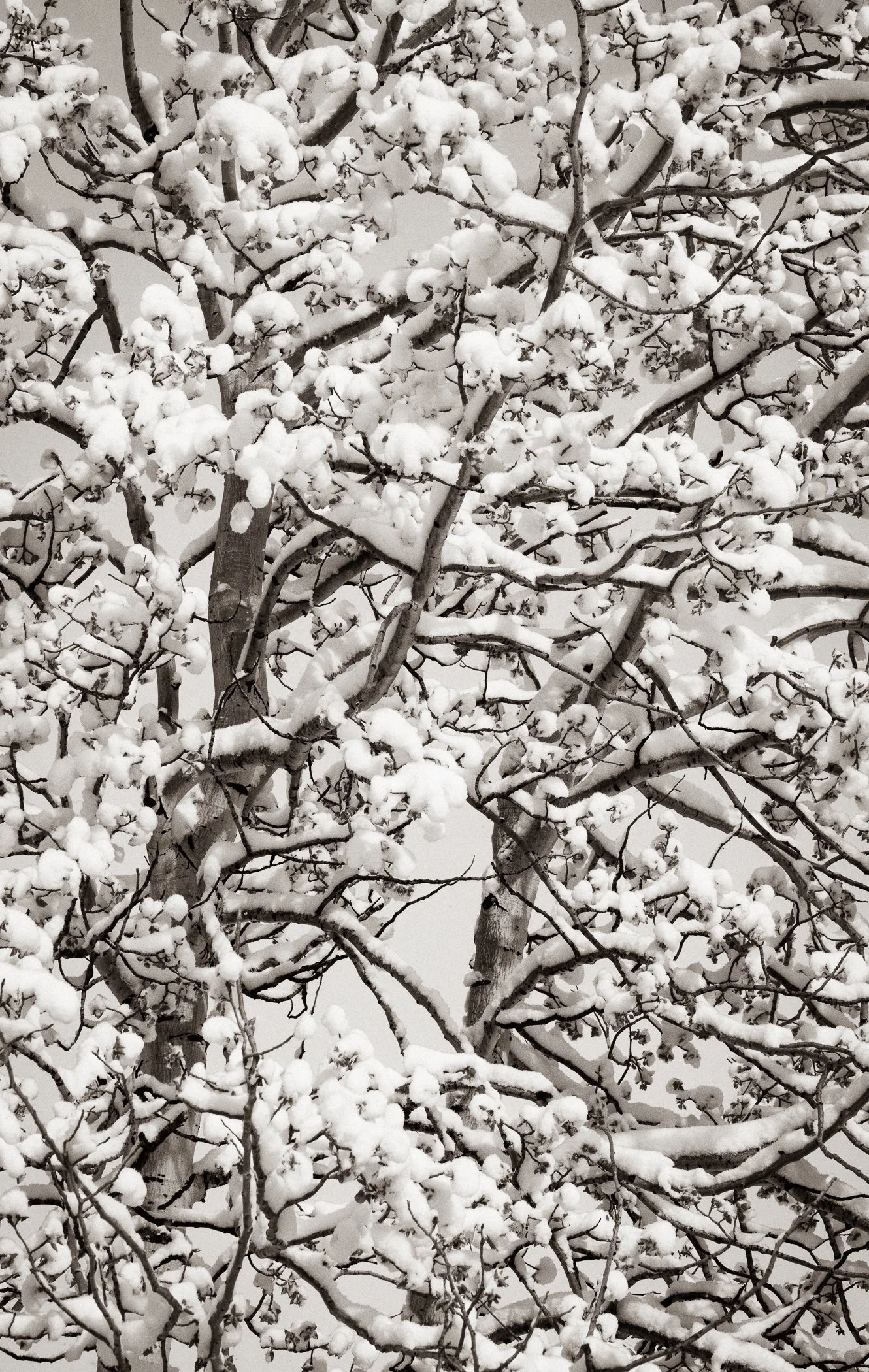 Winter Lace (Colorado)
(click image above to enlarge)