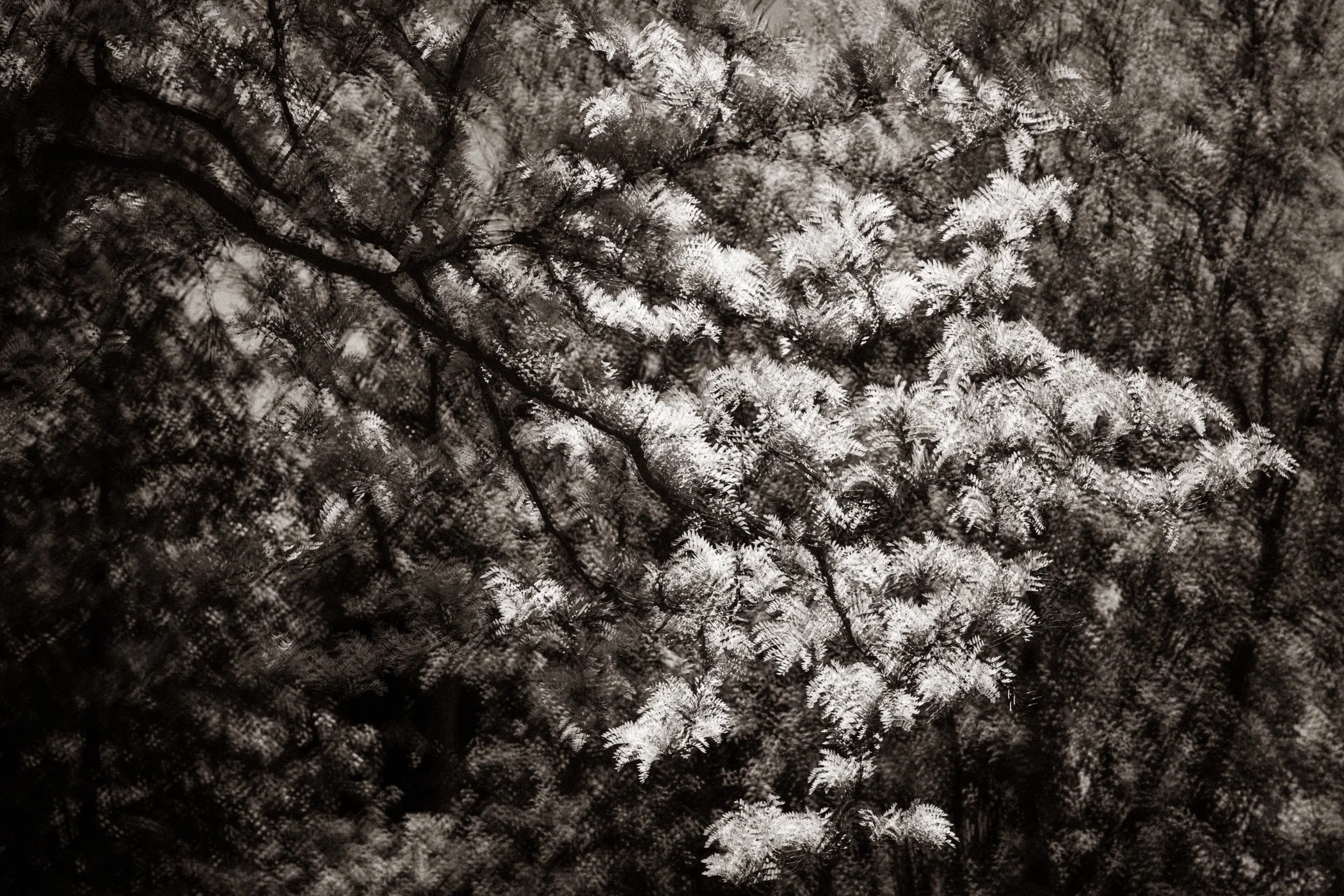 Luminous Reach
(click image above to enlarge)