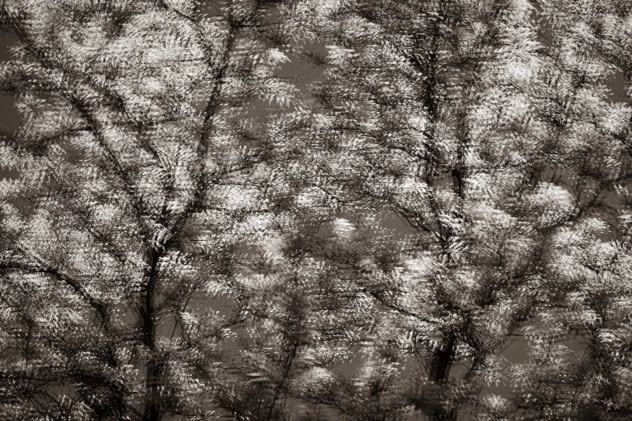 Lit from Within
(click image above to enlarge)