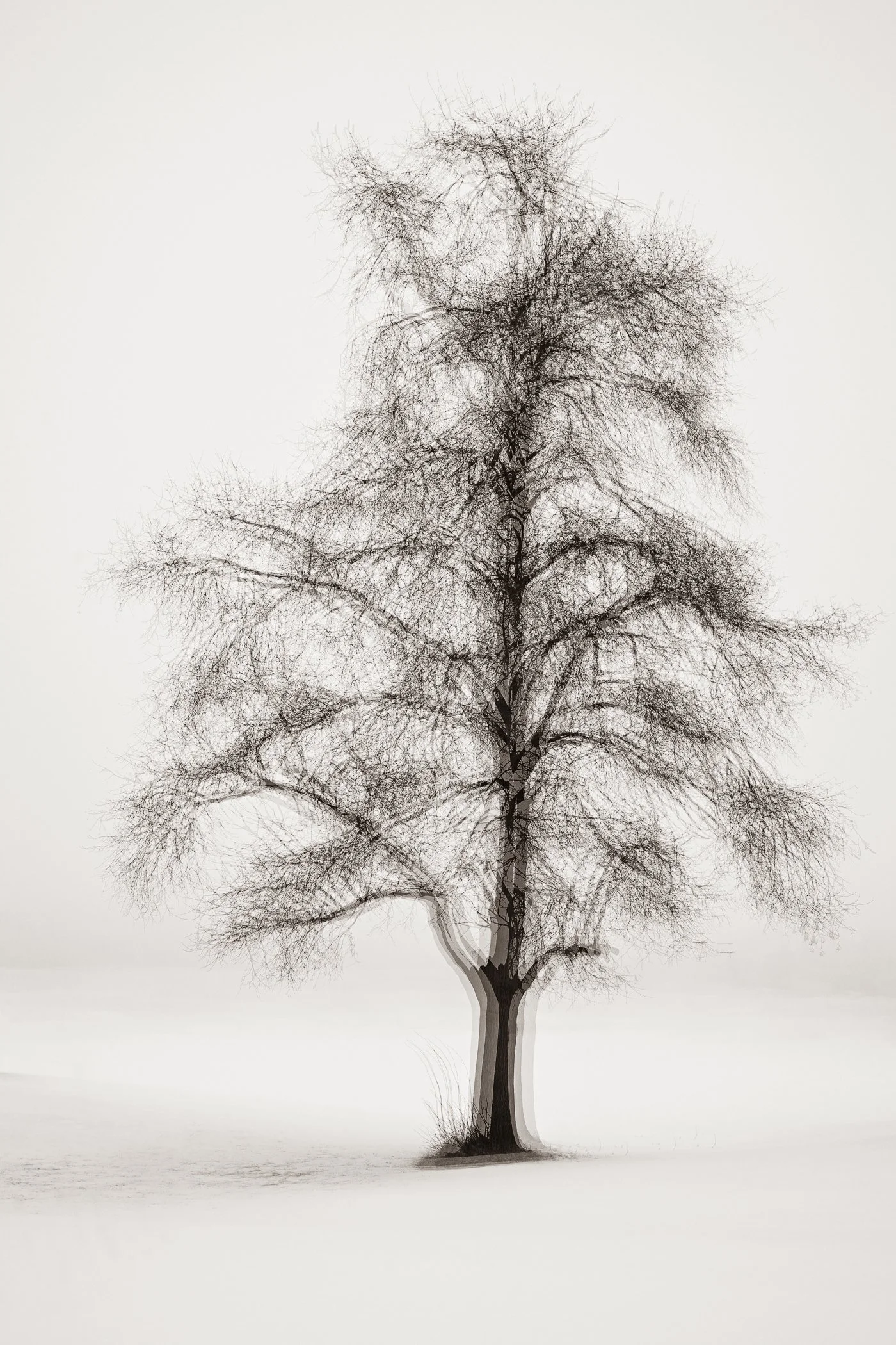 Winter's Embrace
(click image above to enlarge)
