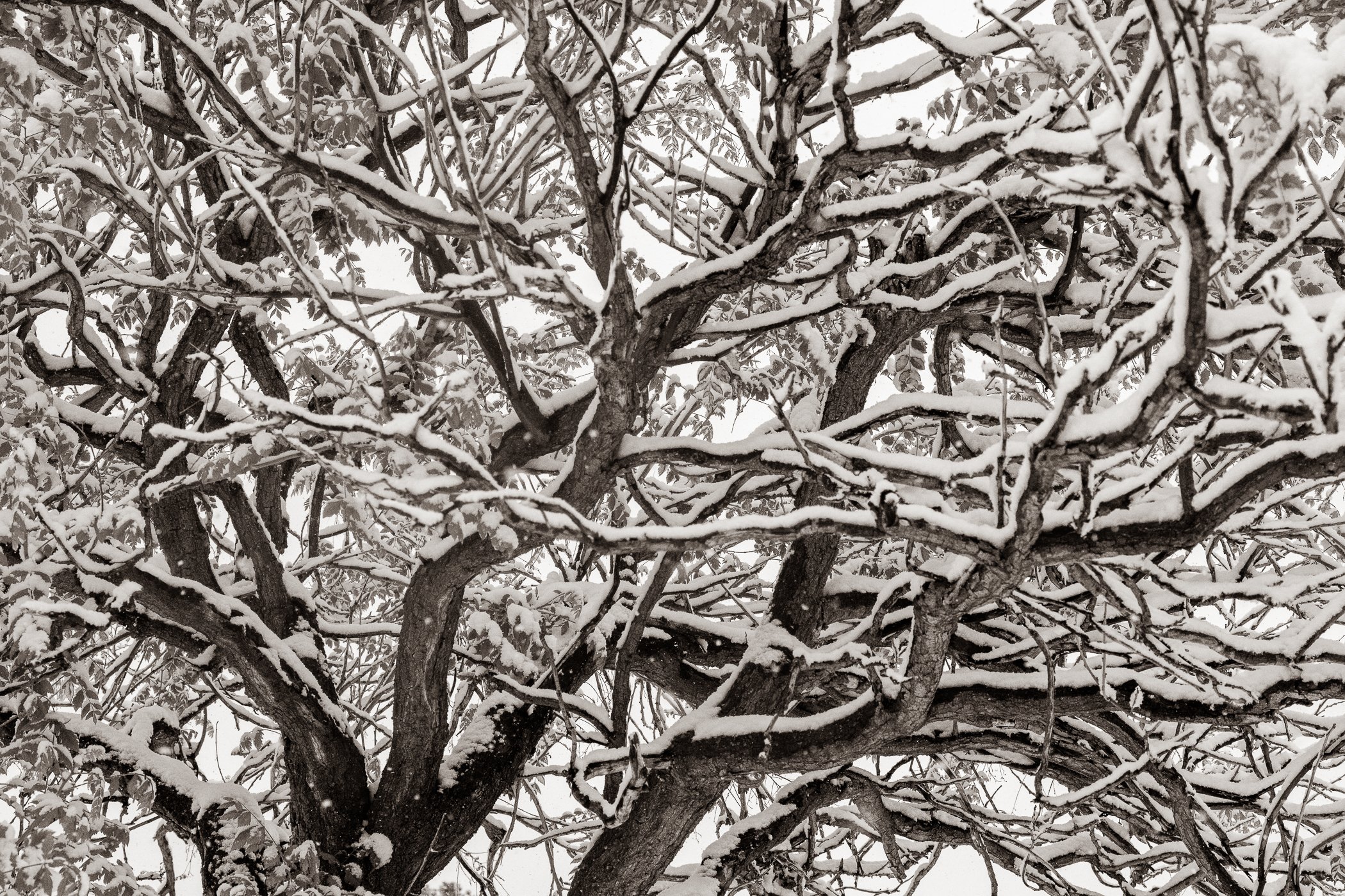 Winter Reach (Colorado)
(click image above to enlarge)