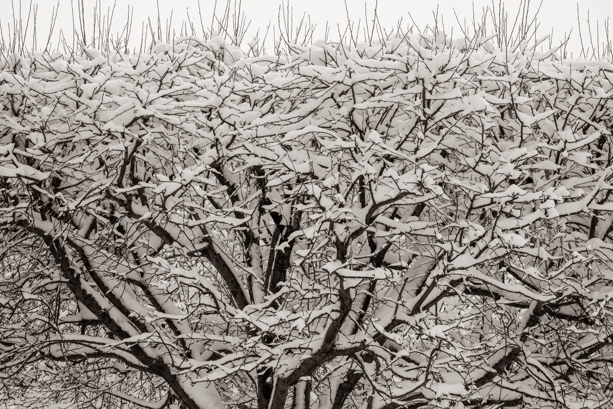 Joy in the Tangle (Colorado) 
(click image above to enlarge)