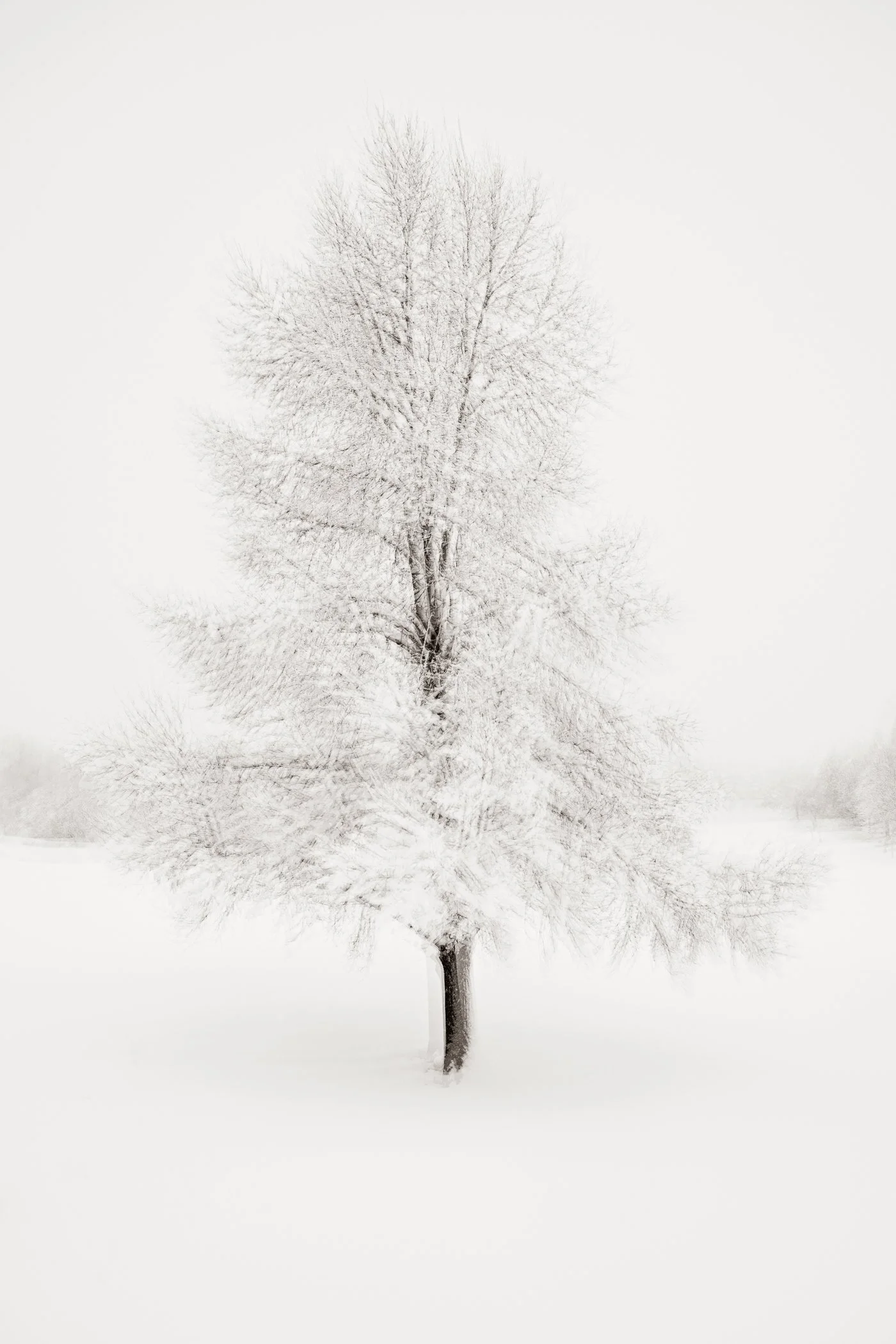 Winter Elegance