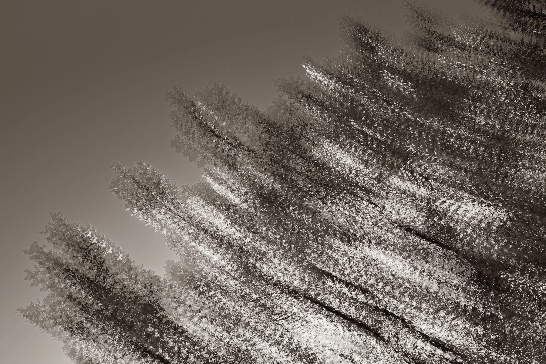 Lifted by Light
(click image above to enlarge)