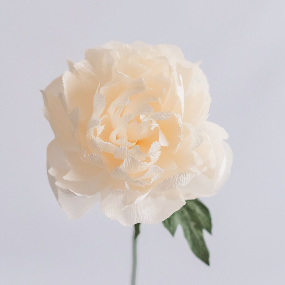 White/Rose Gold Tissue Paper – Peony Garden Graphics