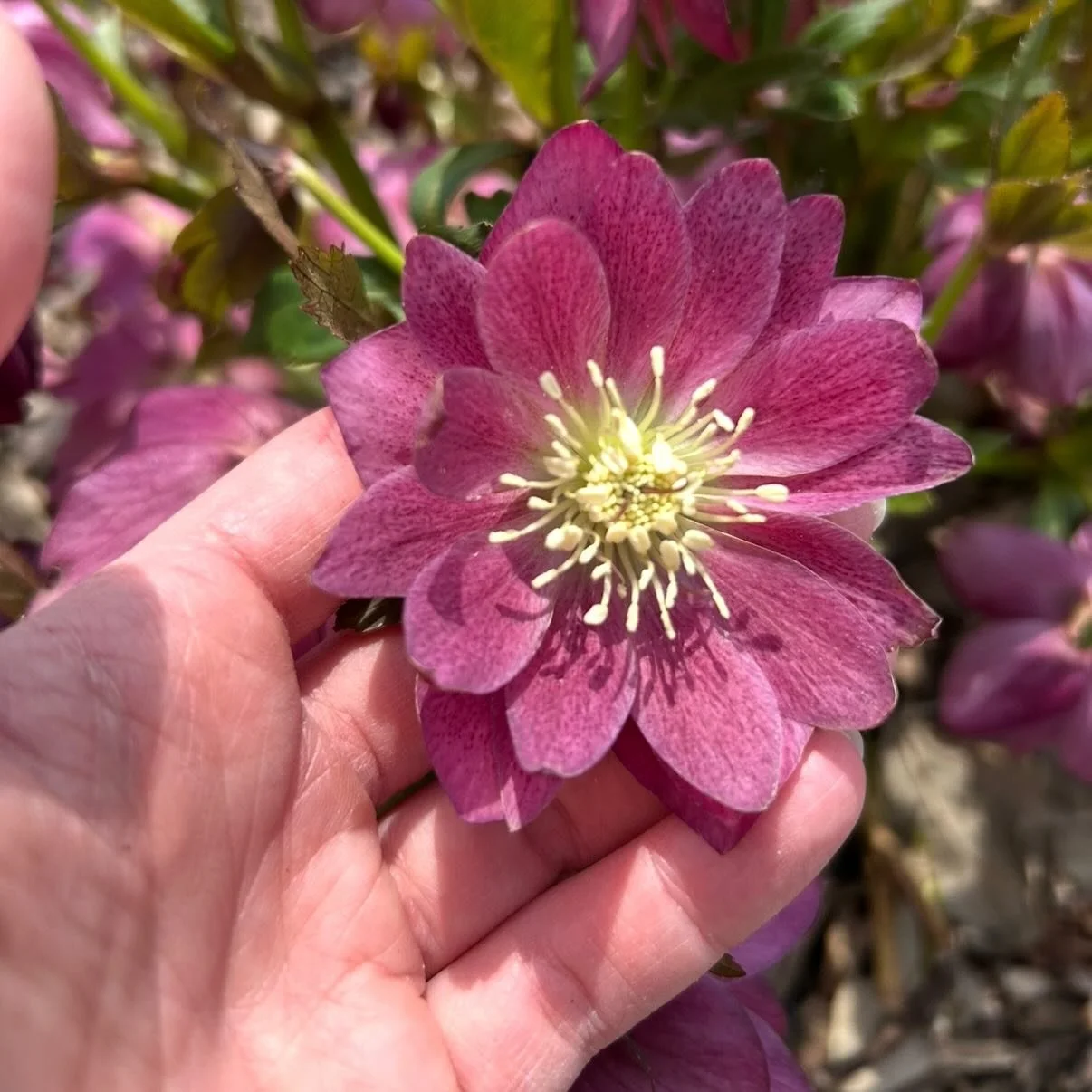 The shop is closed today so we can celebrate with our families and search for signs of spring 🌸 Have a lovely day! 🌿 #shopsmall #shoplocal #annarbor #easter